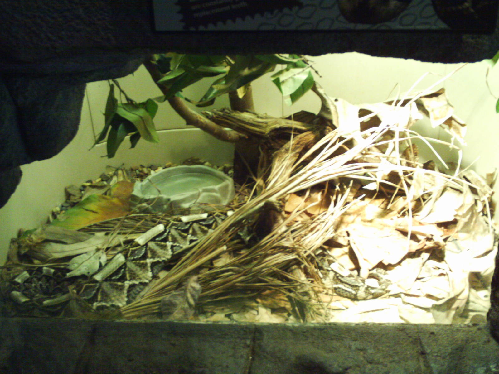 tropical discovery- gaboon viper exhibit