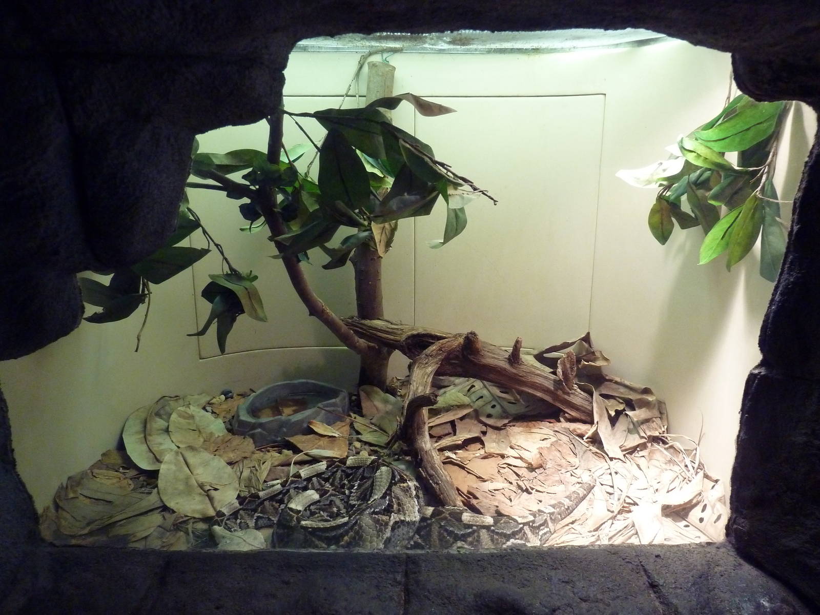 Tropical Discovery - Gaboon Viper Exhibit