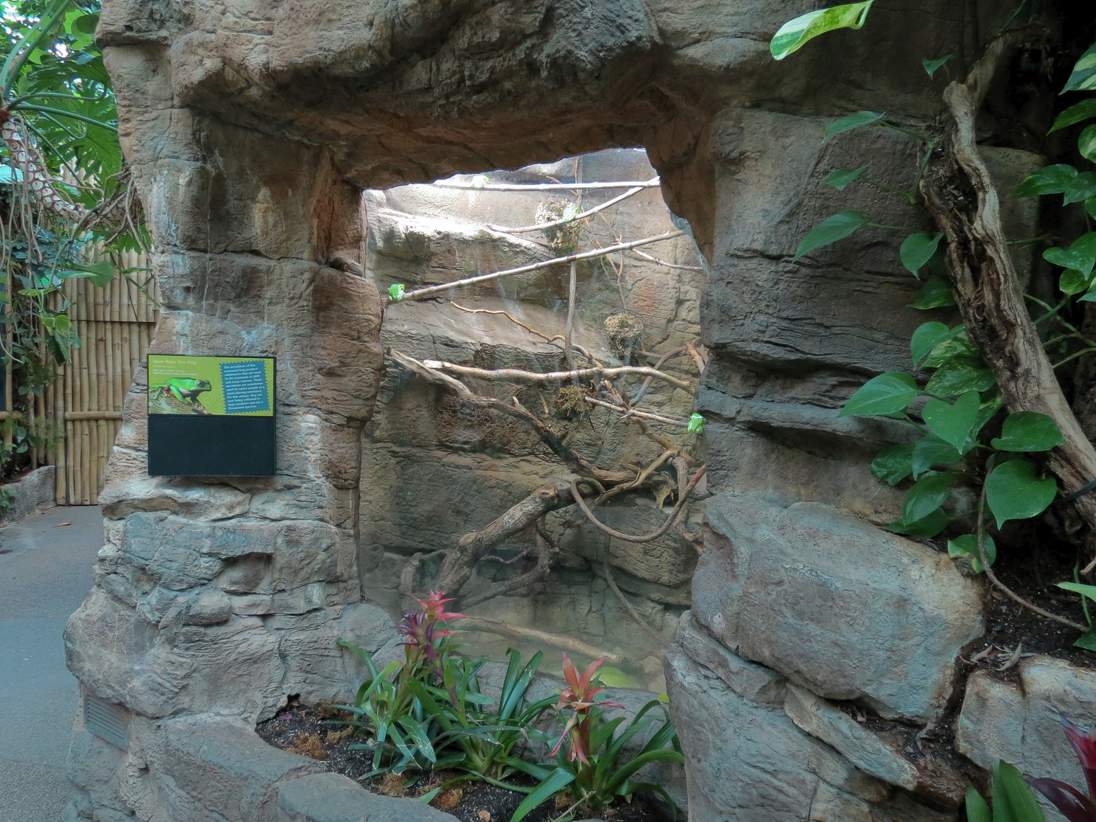 Tropical Discovery - Giant Waxy Tree Frog Exhibit