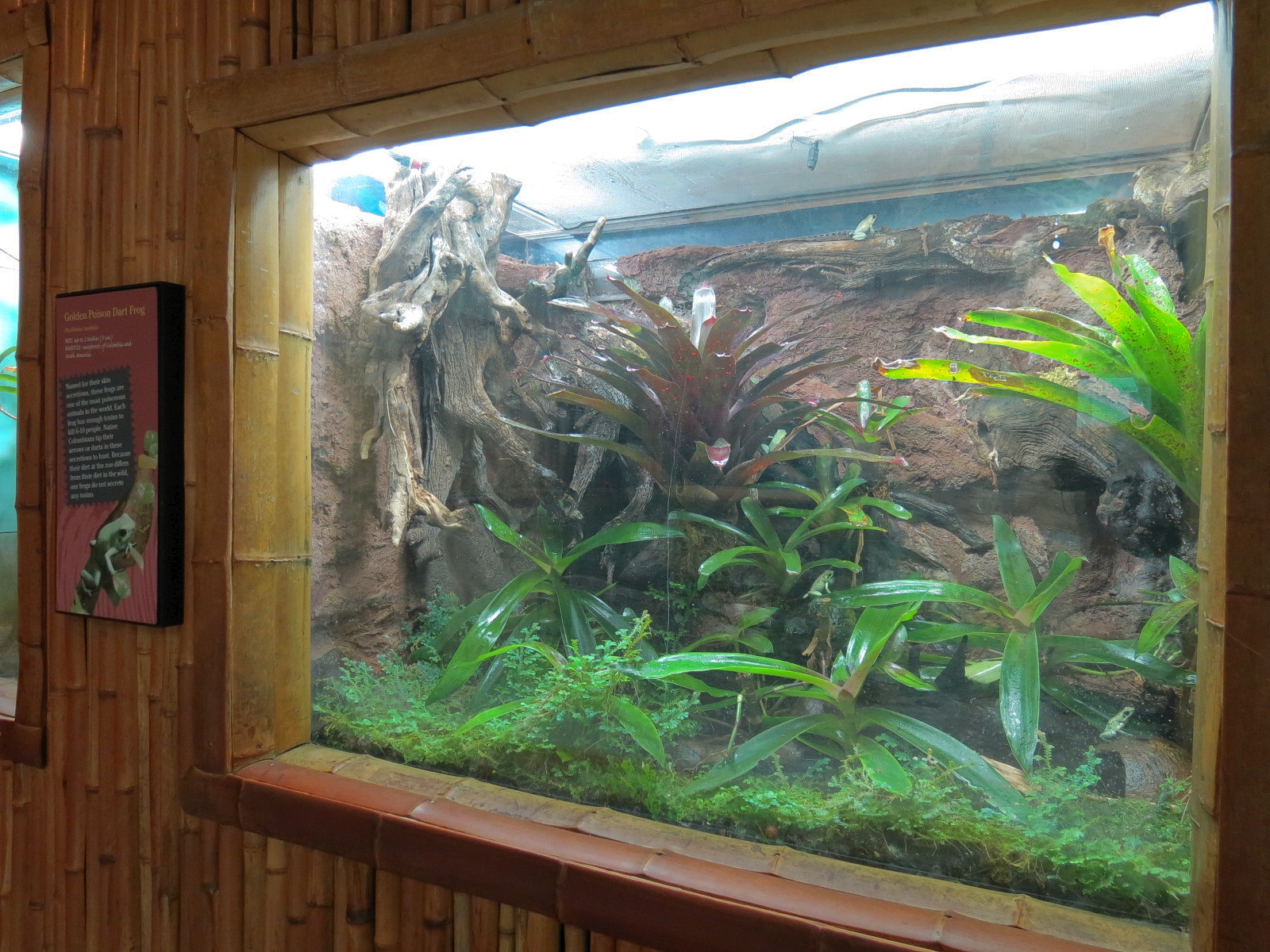 Tropical Discovery - Golden Poison Dart Frog Exhibit