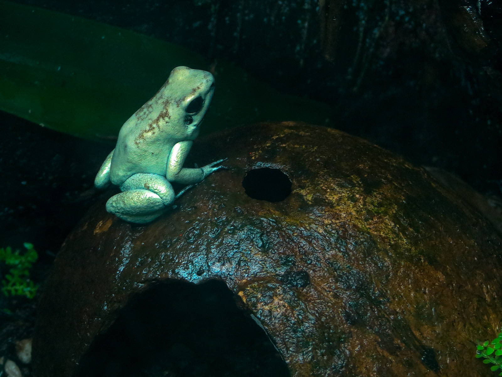 Tropical Discovery - Golden Poison Dart Frog Exhibit