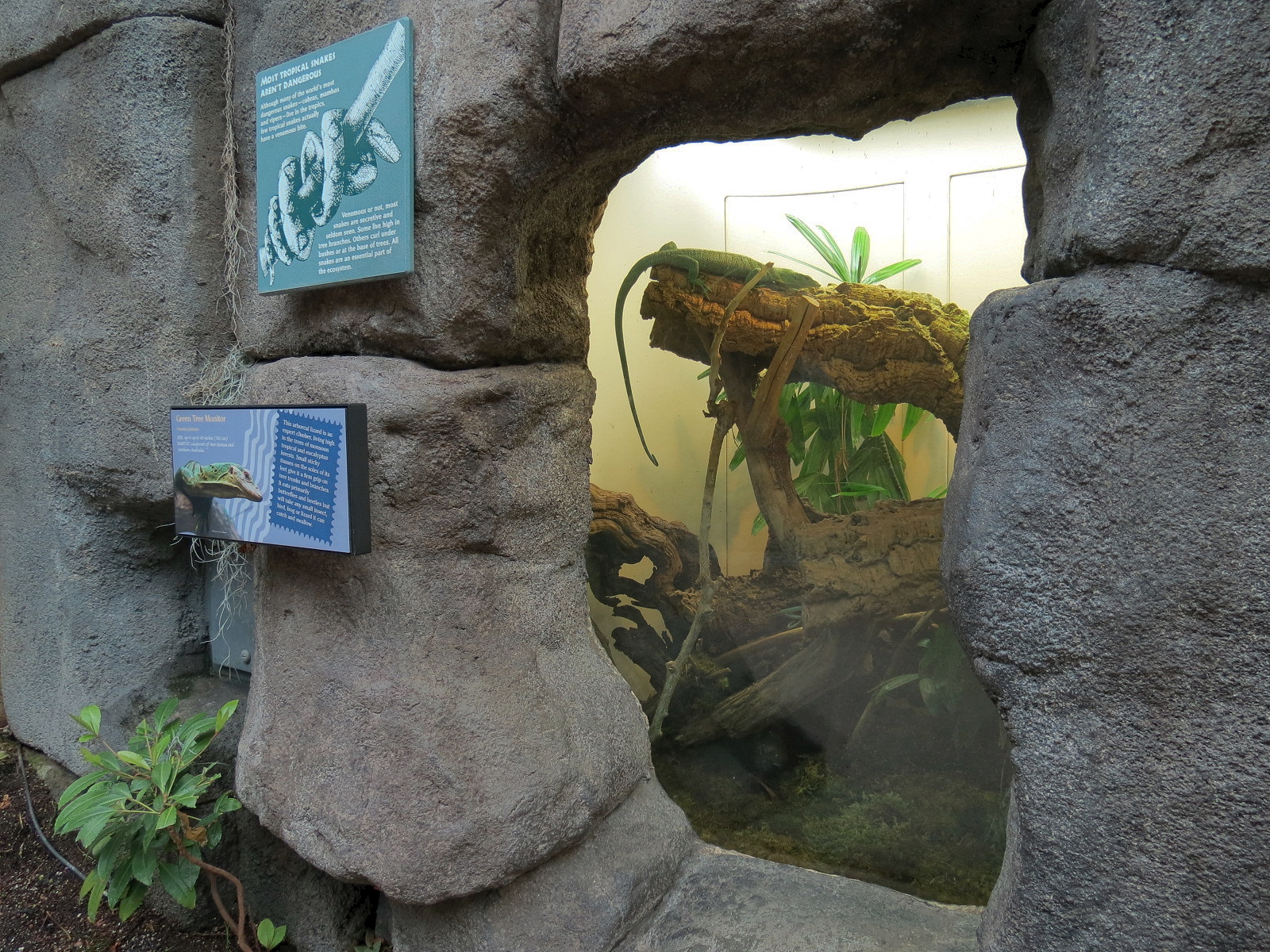 Tropical Discovery - Green Tree Monitor Exhibit
