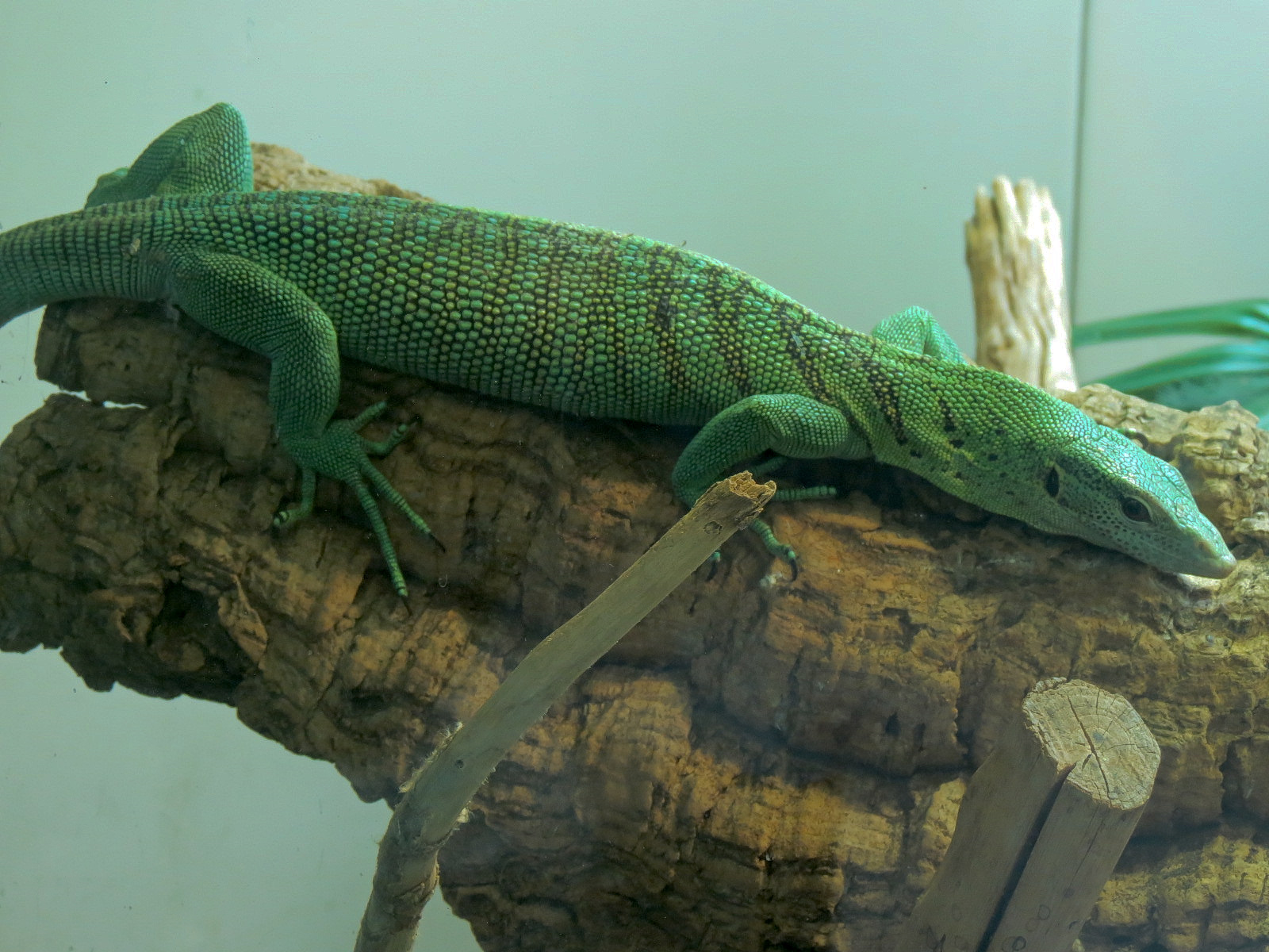 Tropical Discovery - Green Tree Monitor Exhibit