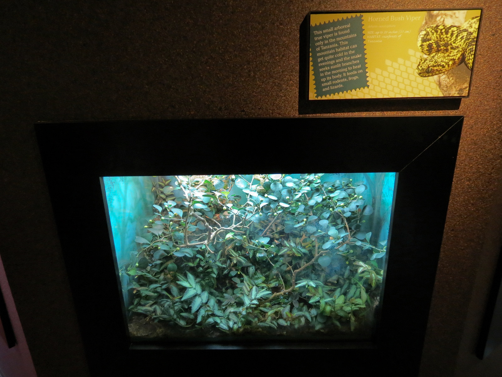 Tropical Discovery - Horned Bush Viper Exhibit