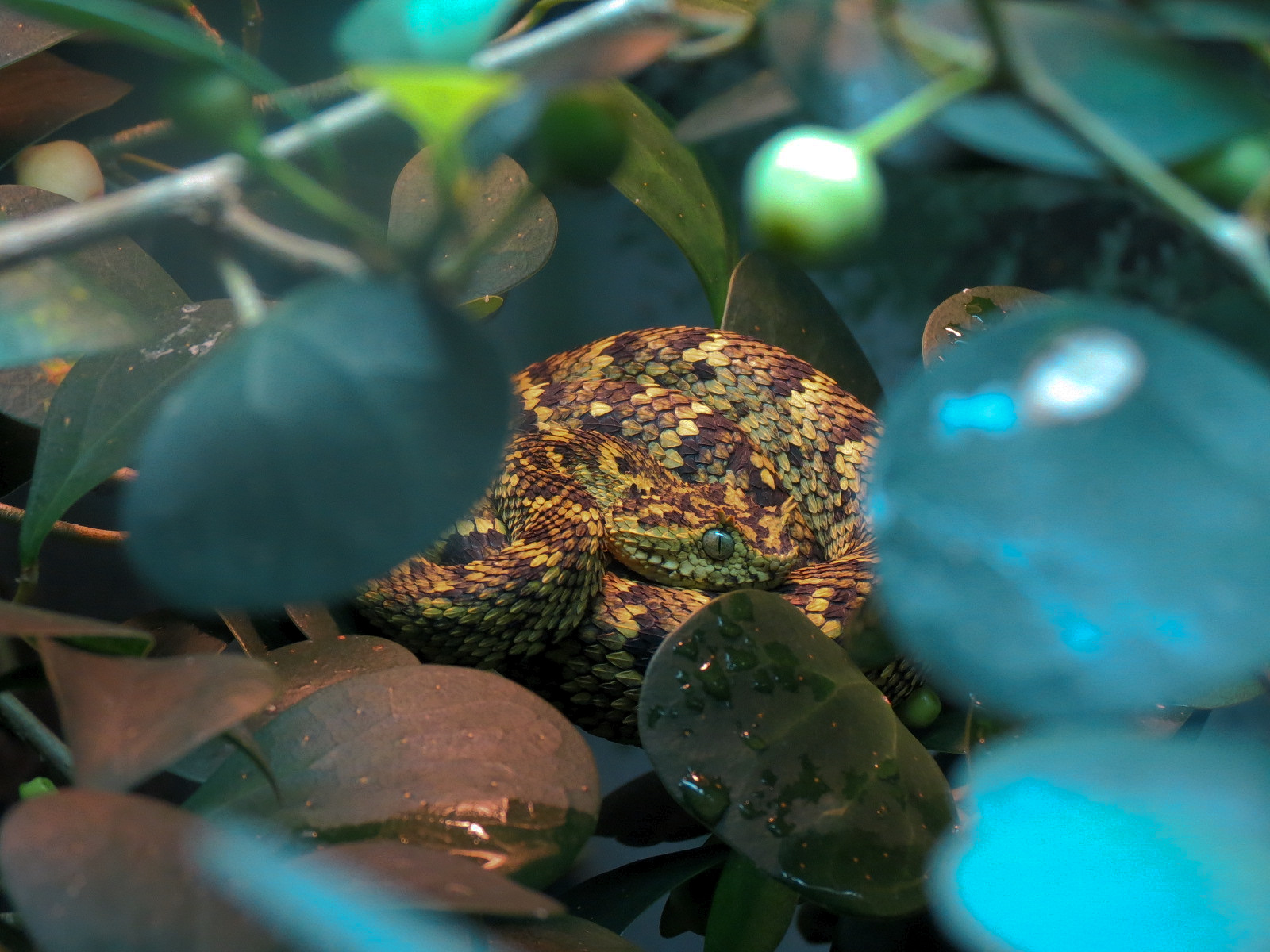 Tropical Discovery - Horned Bush Viper Exhibit