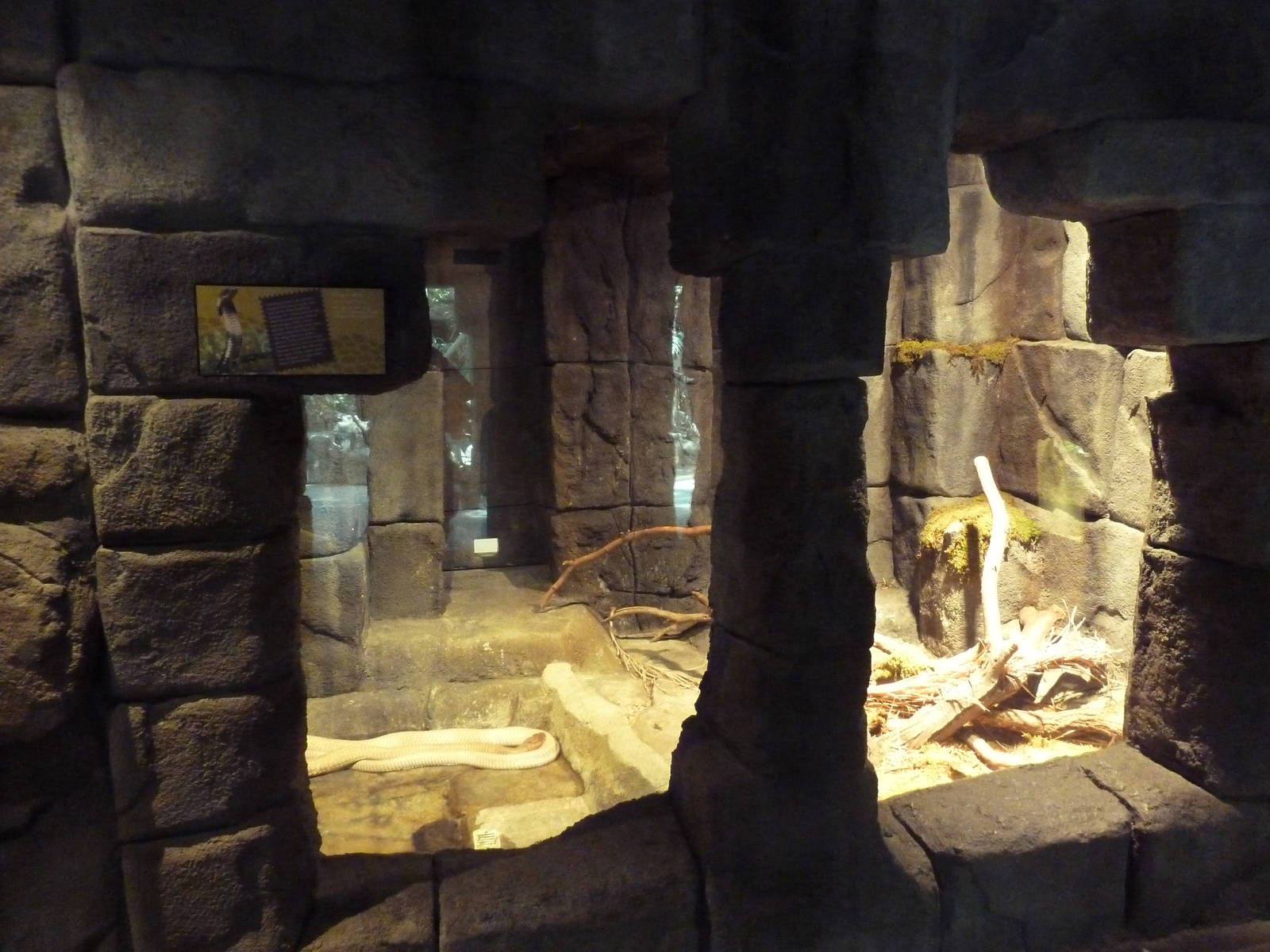 Tropical Discovery - King Cobra Exhibit