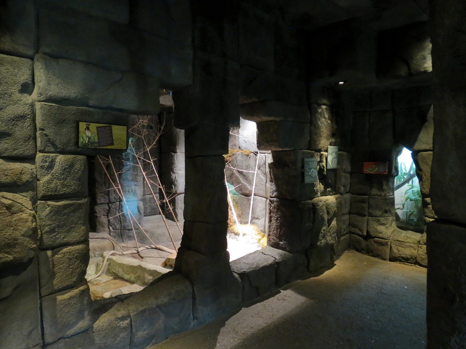 Tropical Discovery - King Cobra Exhibit