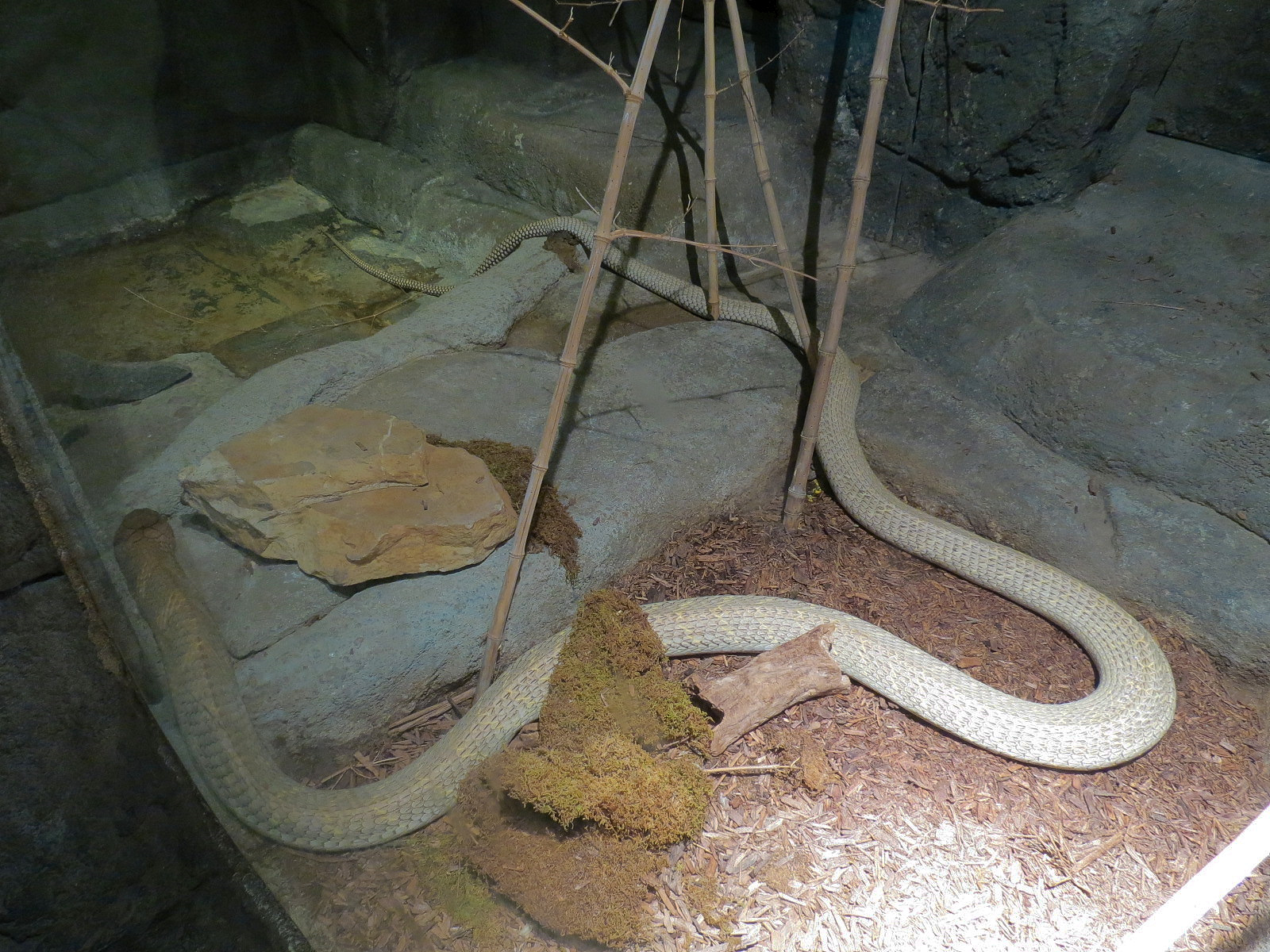 Tropical Discovery - King Cobra Exhibit