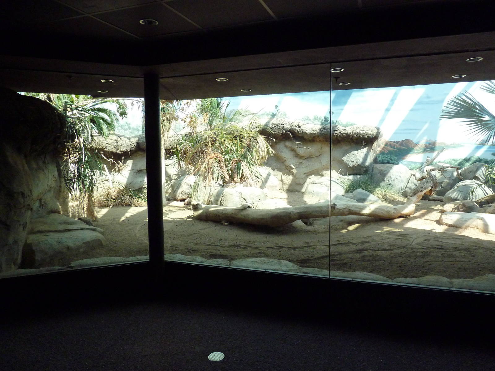 Tropical Discovery - Komodo Dragon Exhibit