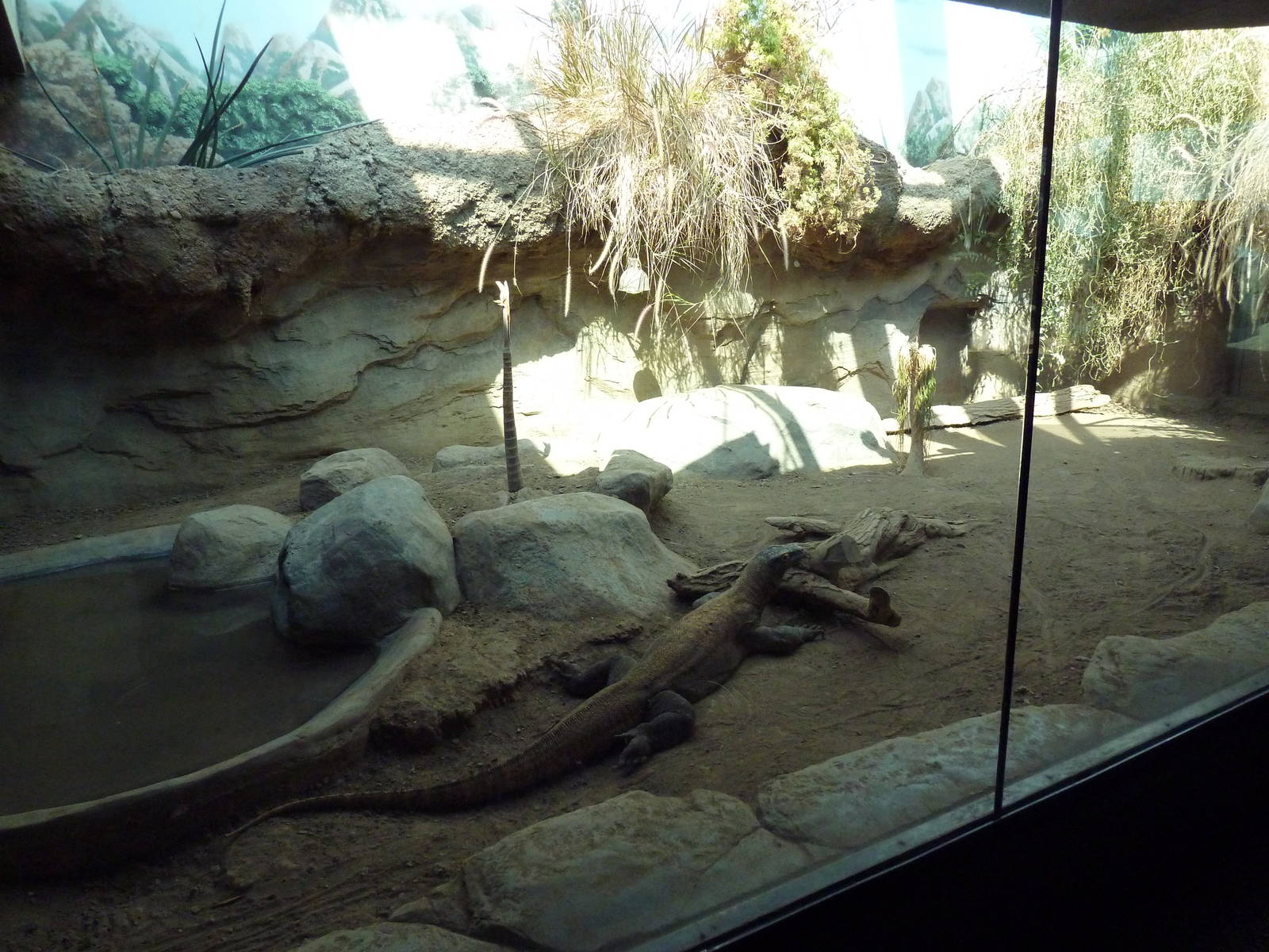 Tropical Discovery - Komodo Dragon Exhibit