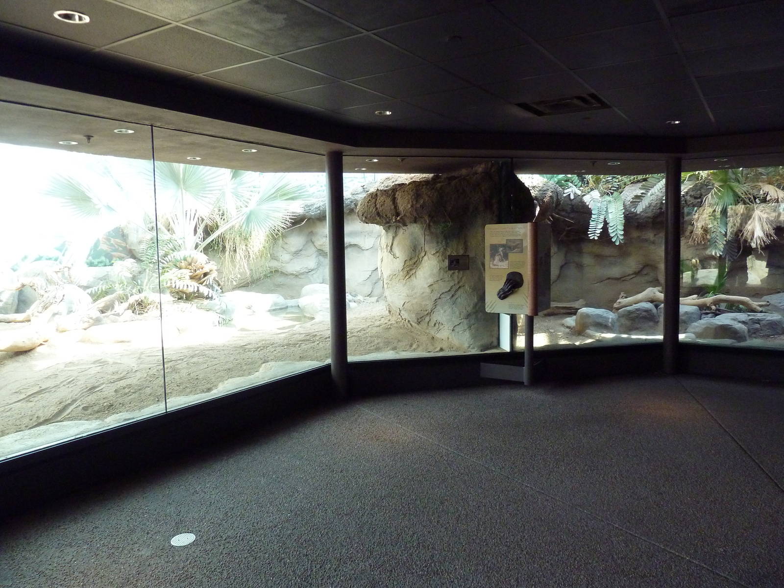 Tropical Discovery - Komodo Dragon Exhibit