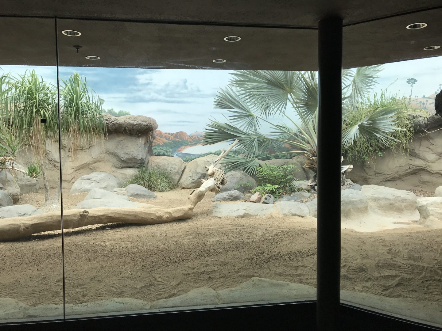 Tropical Discovery - Komodo Dragon exhibit