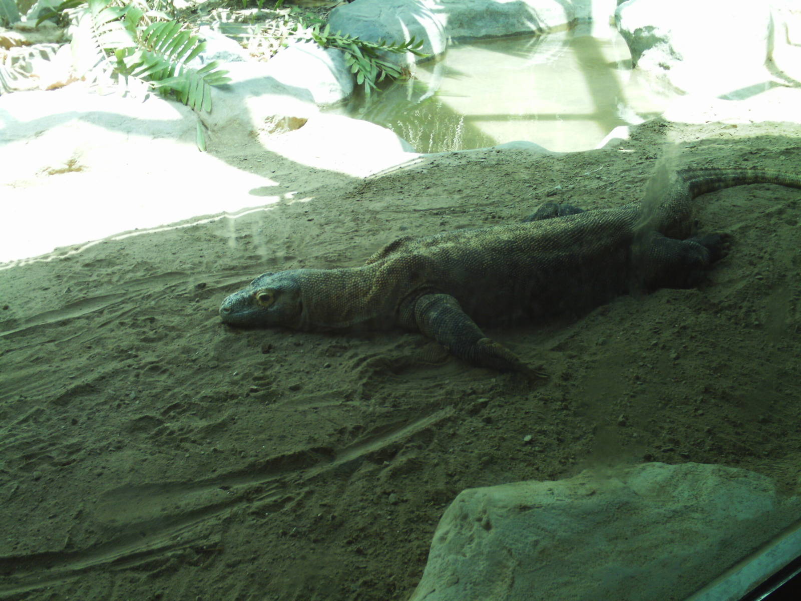 tropical discovery- komodo dragon