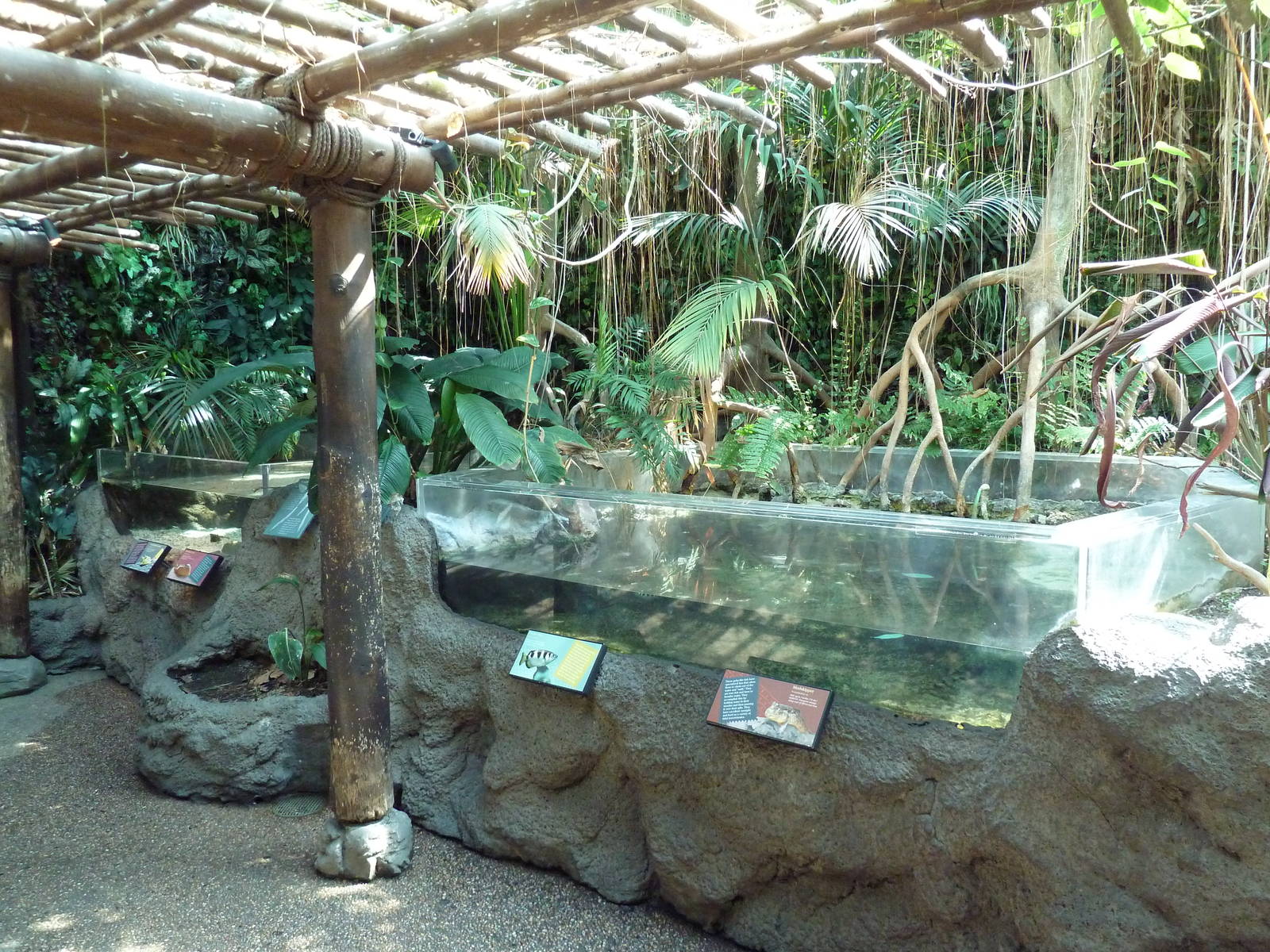 Tropical Discovery - Mangrove Open-Topped Exhibits