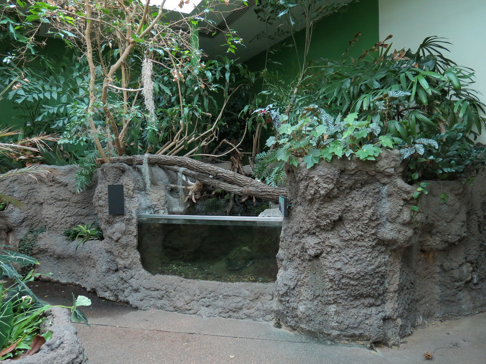 Tropical Discovery - Matamata Turtle Exhibit