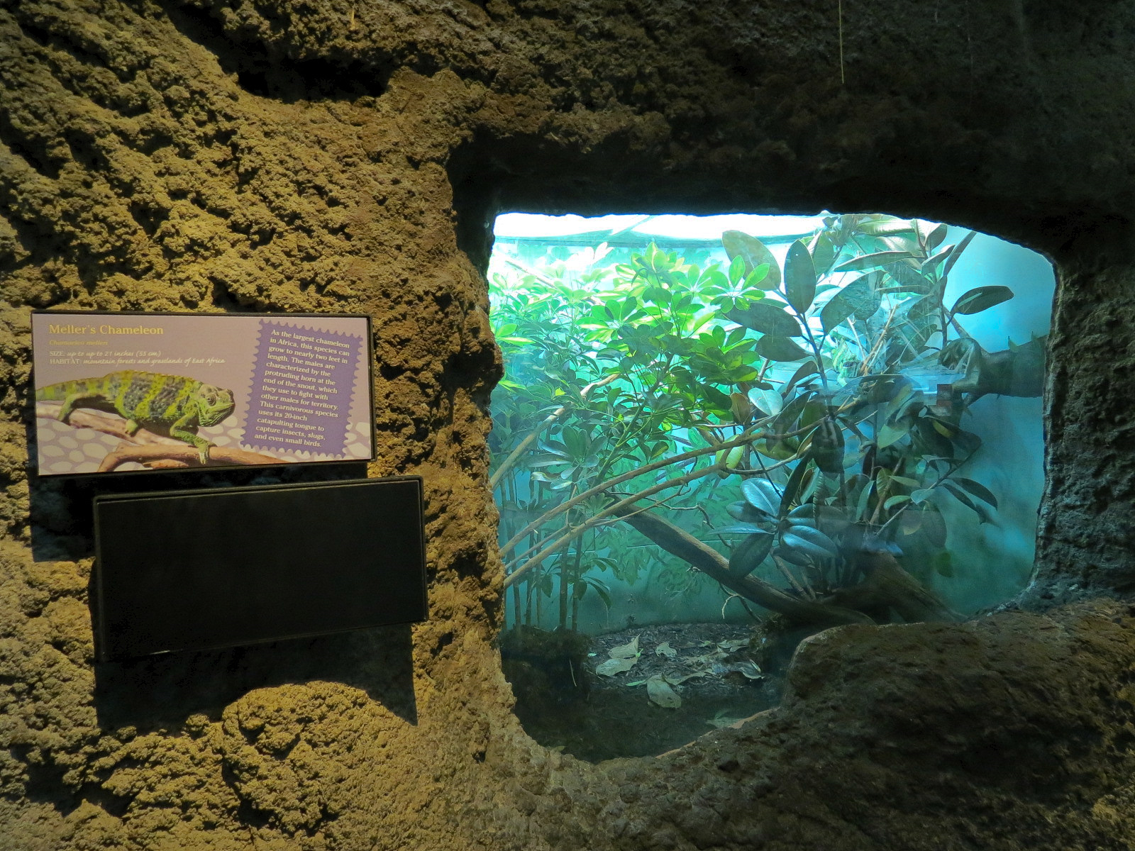 Tropical Discovery - Meller's Chameleon Exhibit