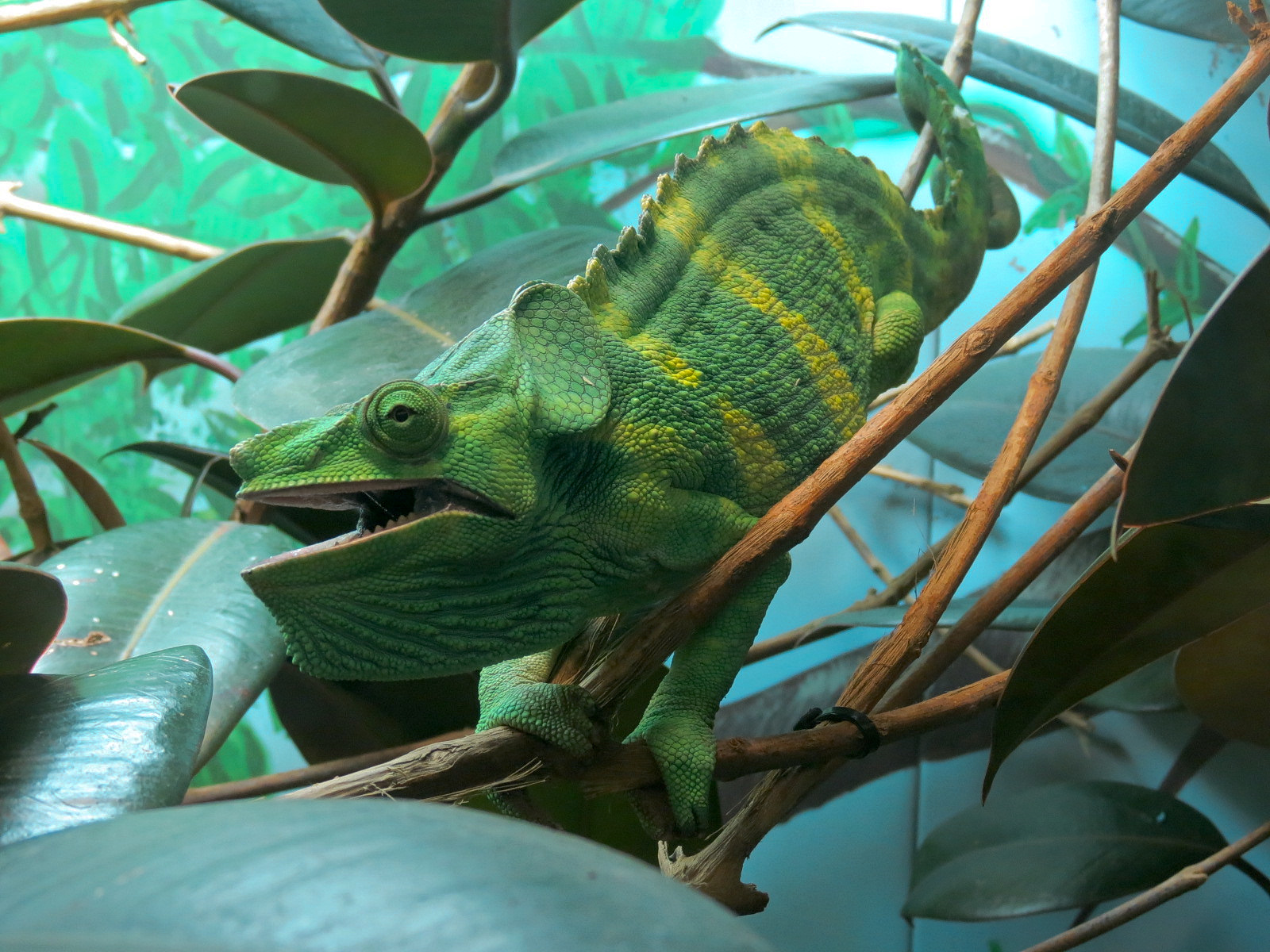 Tropical Discovery - Meller's Chameleon Exhibit