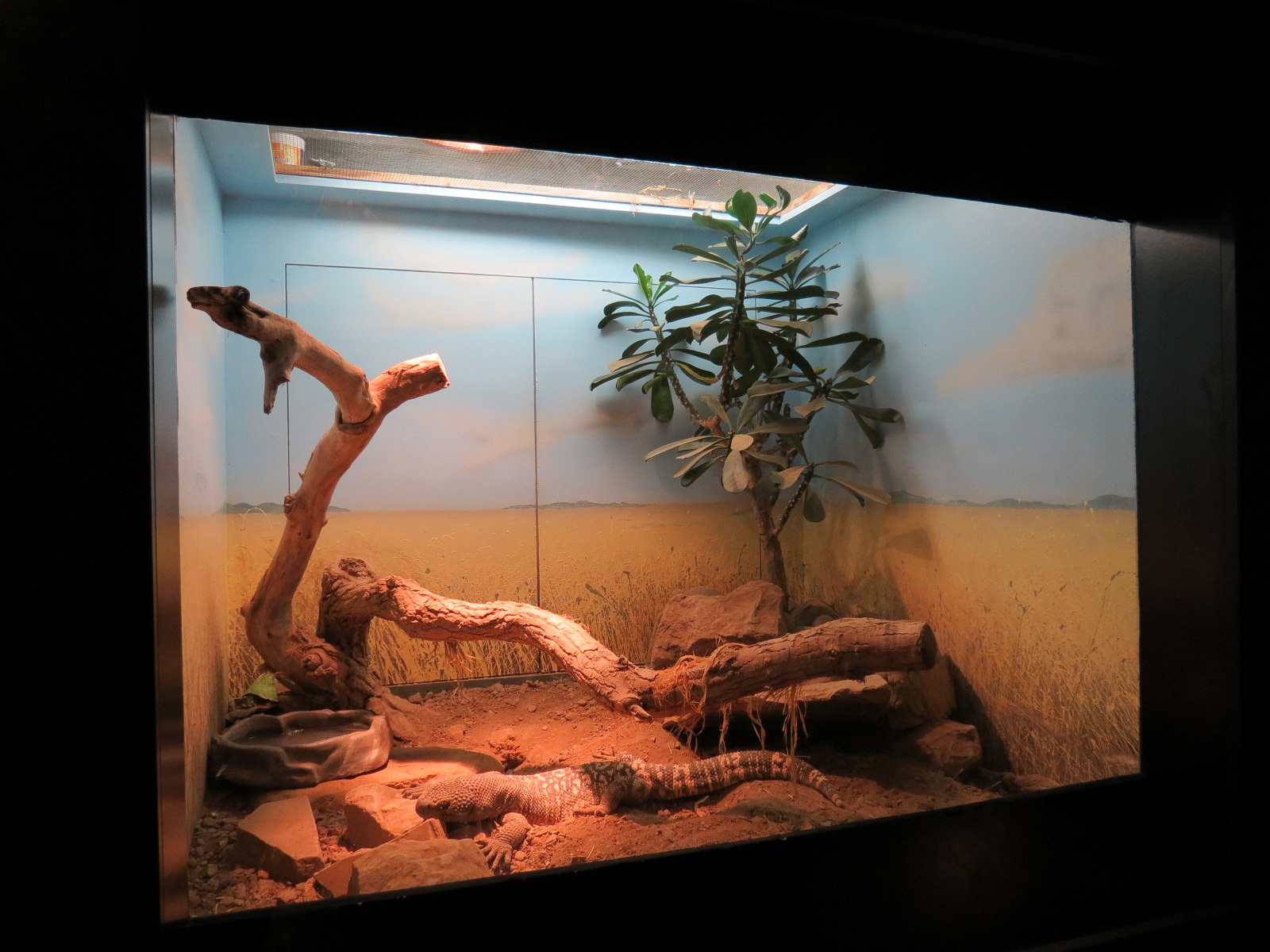 Tropical Discovery - Mexican Beaded Lizard Exhibit