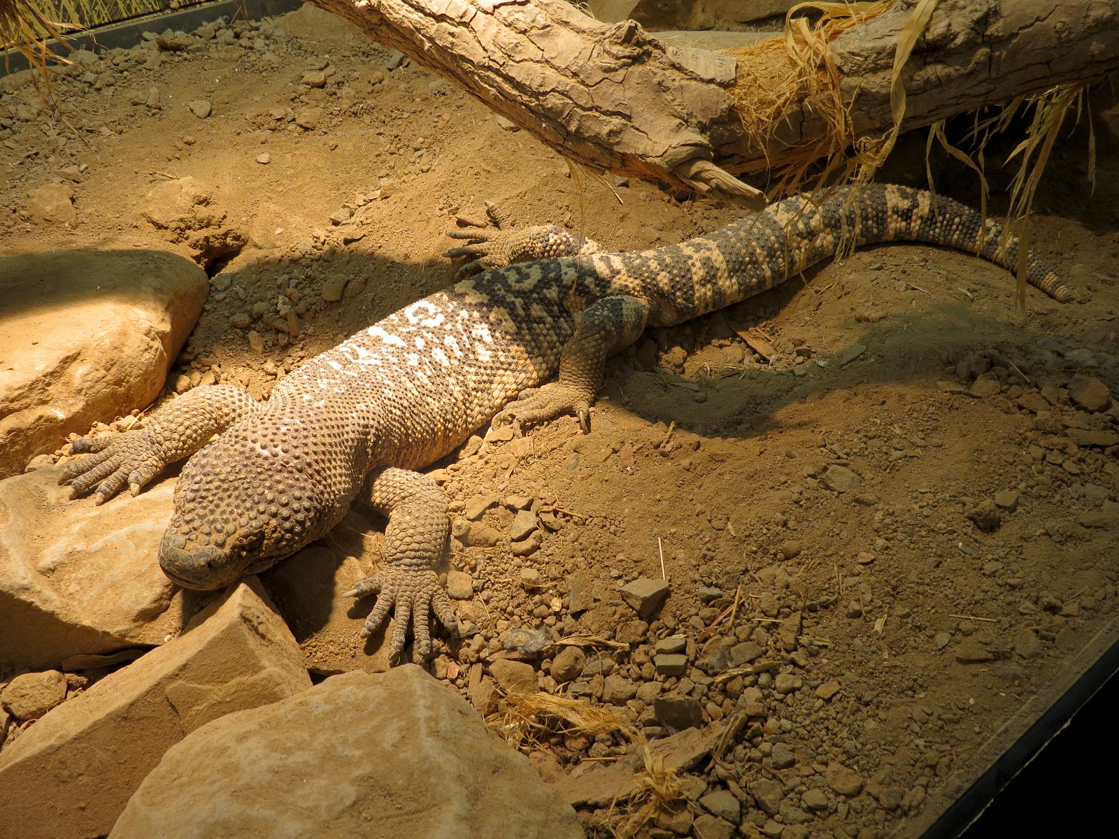 Tropical Discovery - Mexican Beaded Lizard Exhibit
