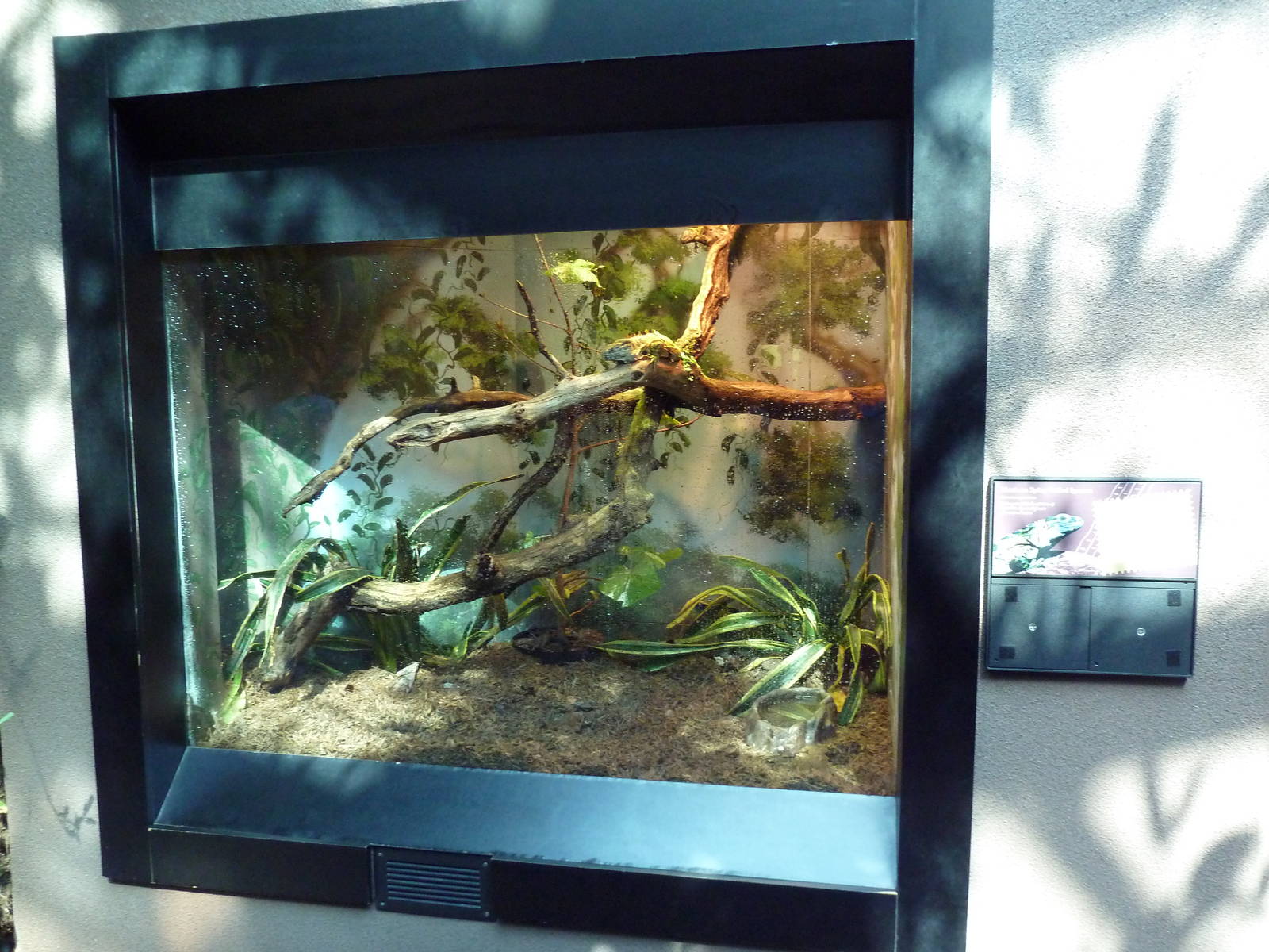 Tropical Discovery - Mexican Spiny-Tailed Iguana Exhibit