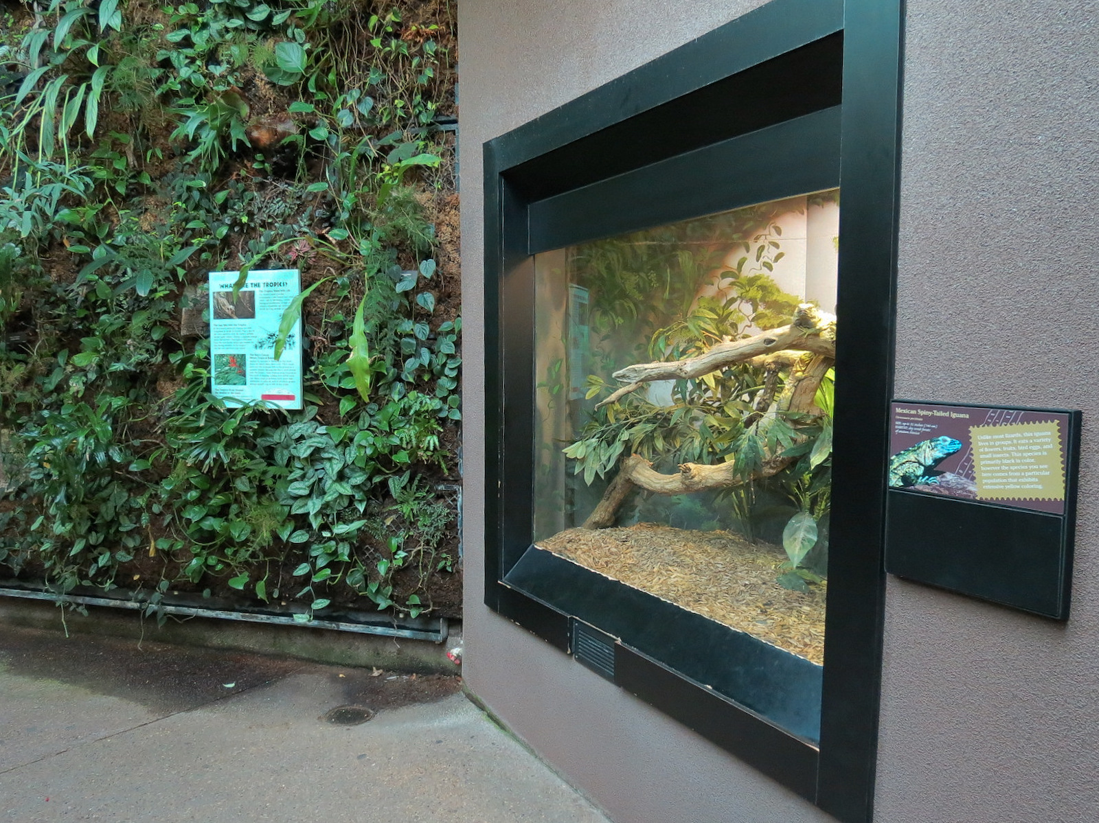 Tropical Discovery - Mexican Spiny-tailed Iguana Exhibit