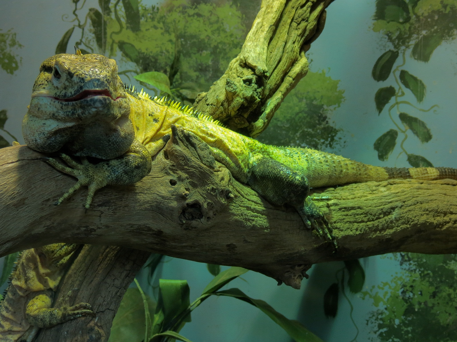 Tropical Discovery - Mexican Spiny-tailed Iguana Exhibit