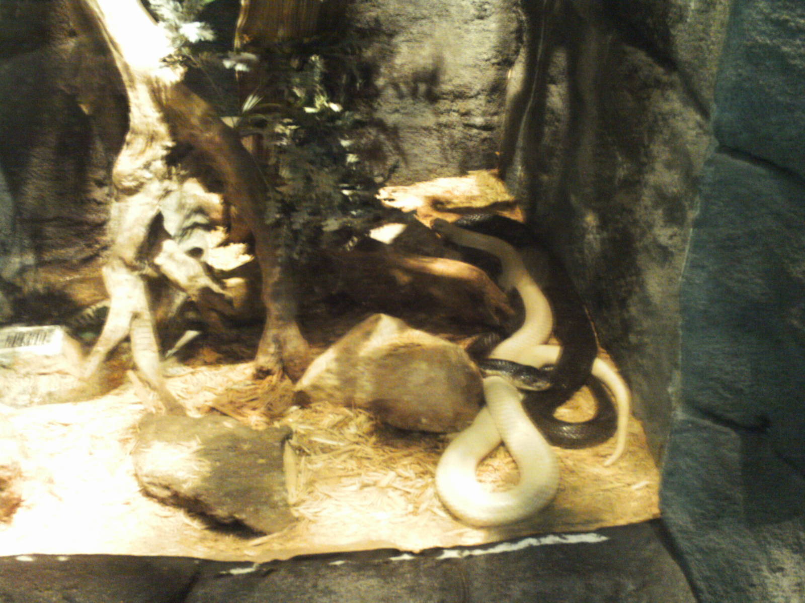 tropical discovery-monocled cobra exhibit