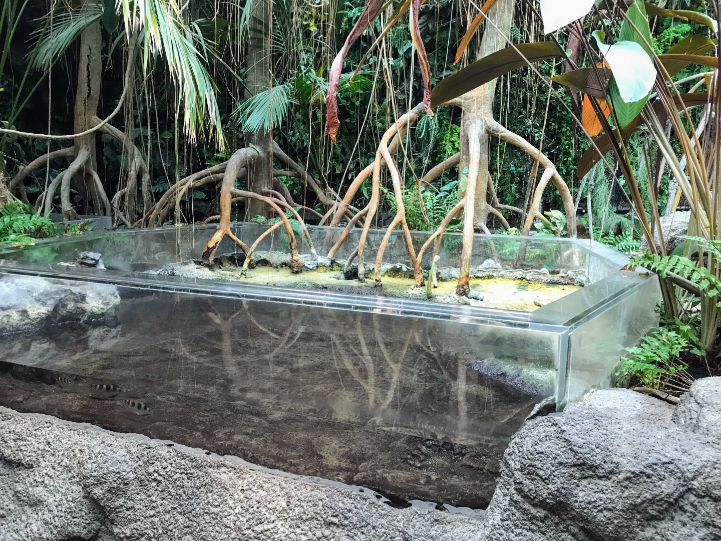 Tropical Discovery - Mudskipper & Archerfish exhibit