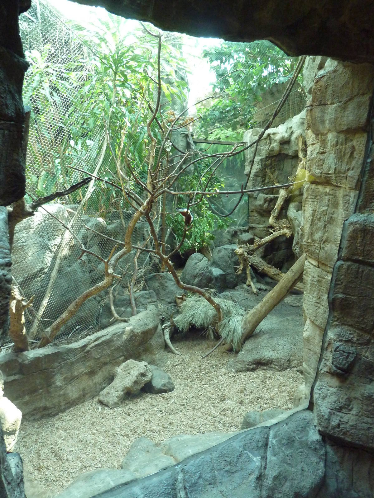 Tropical Discovery - Prevost's Squirrel/Malayan Mouse Deer Exhibit