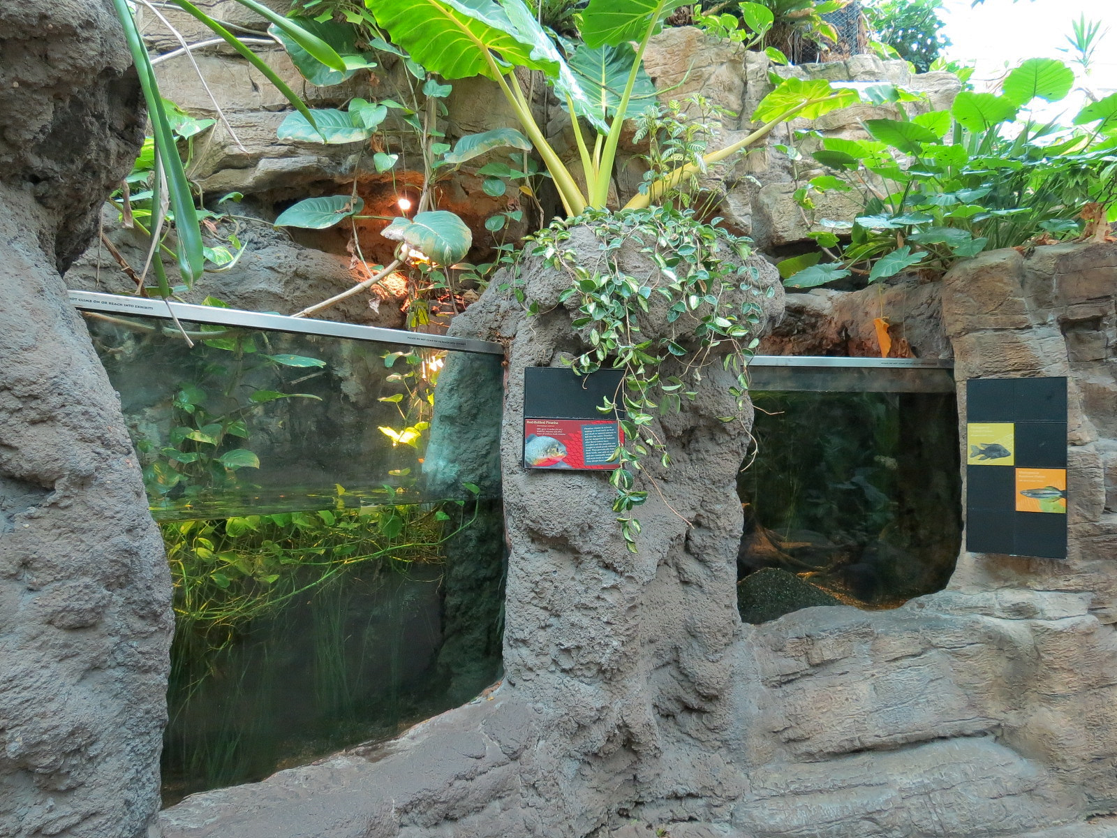 Tropical Discovery - Red-bellied Piranha Exhibit and Madagascar Fishes Exhi