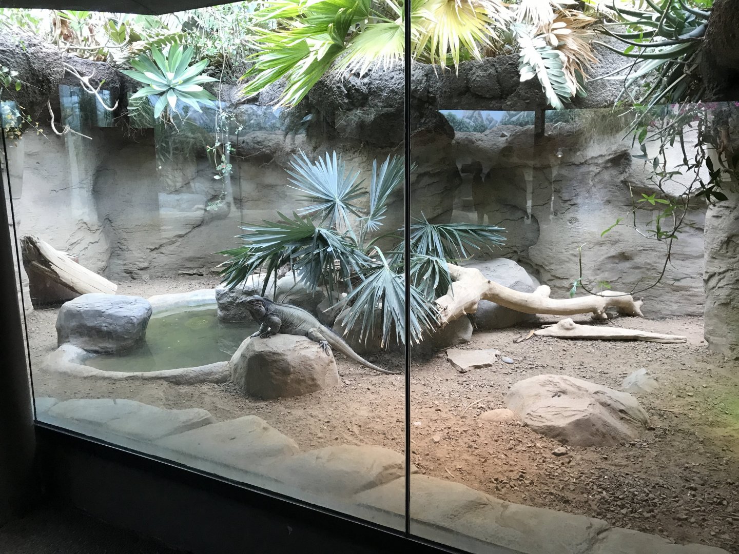 Tropical Discovery - Rhinoceros Iguana exhibit