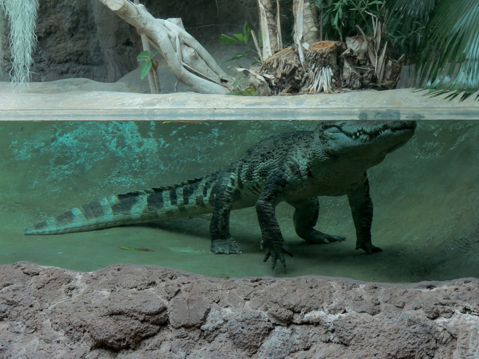 Tropical Discovery - Siamese Crocodile Exhibit