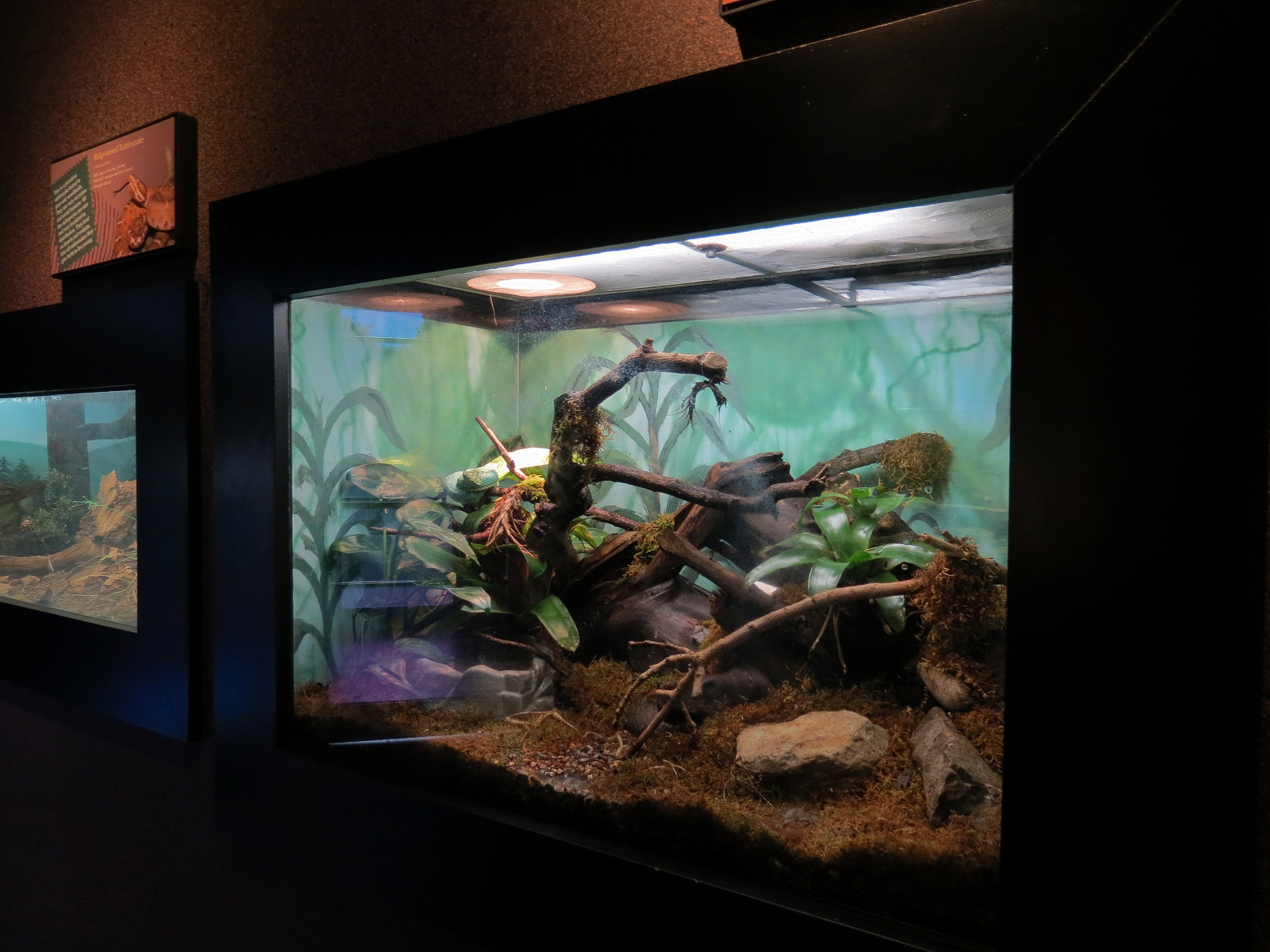 Tropical Discovery - Side-striped Palm Viper Exhibit