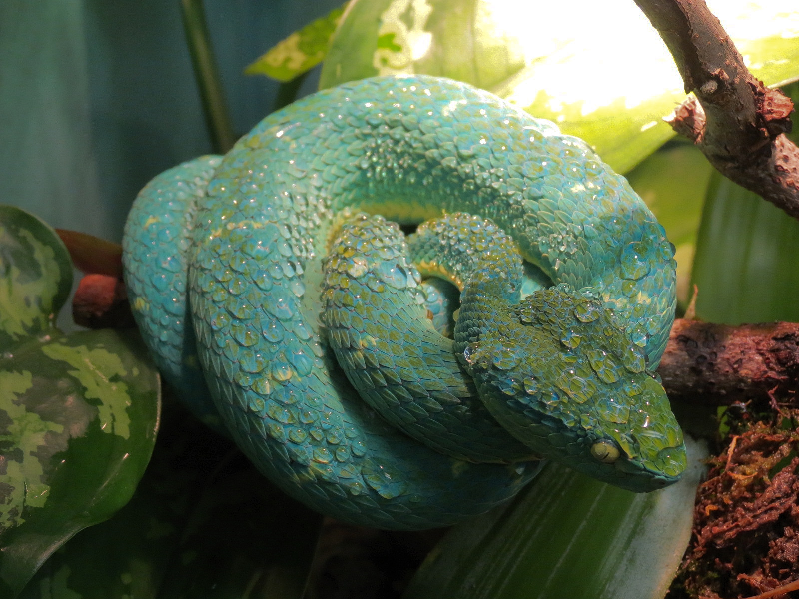Tropical Discovery - Side-striped Palm Viper Exhibit