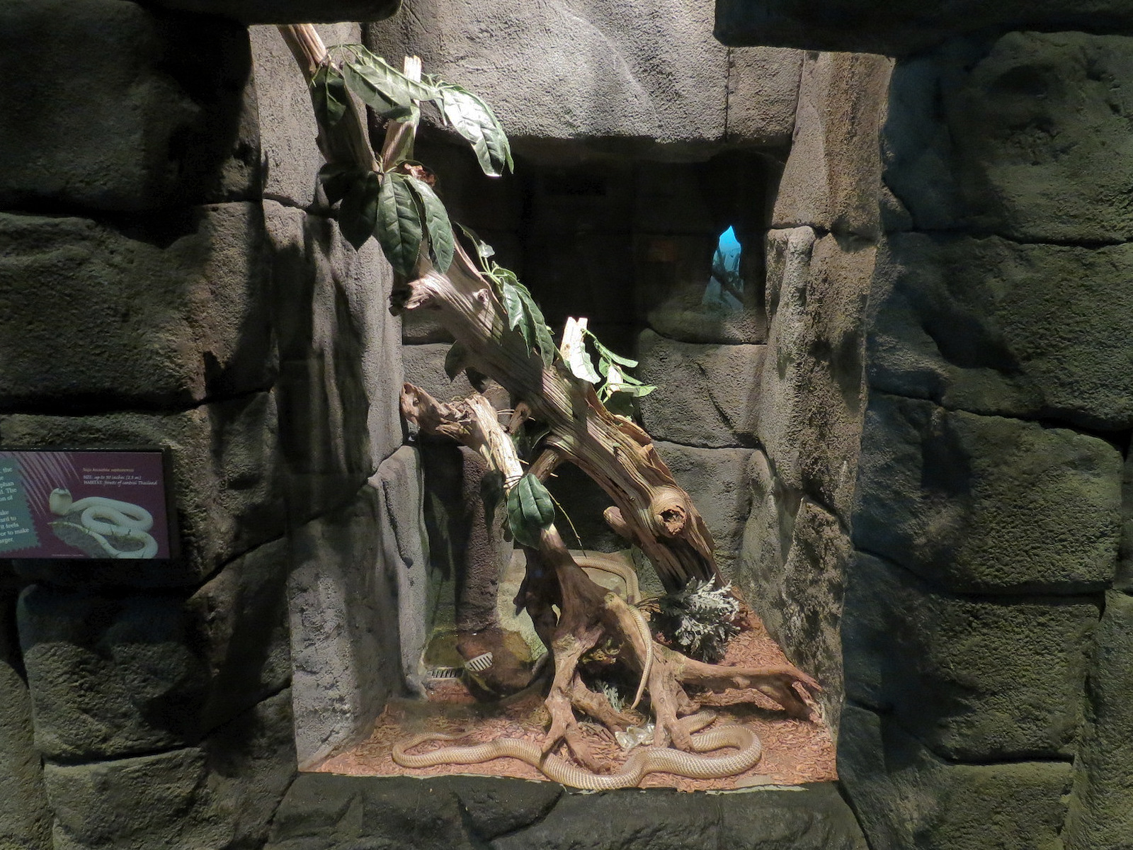 Tropical Discovery - Suphan Cobra Exhibit