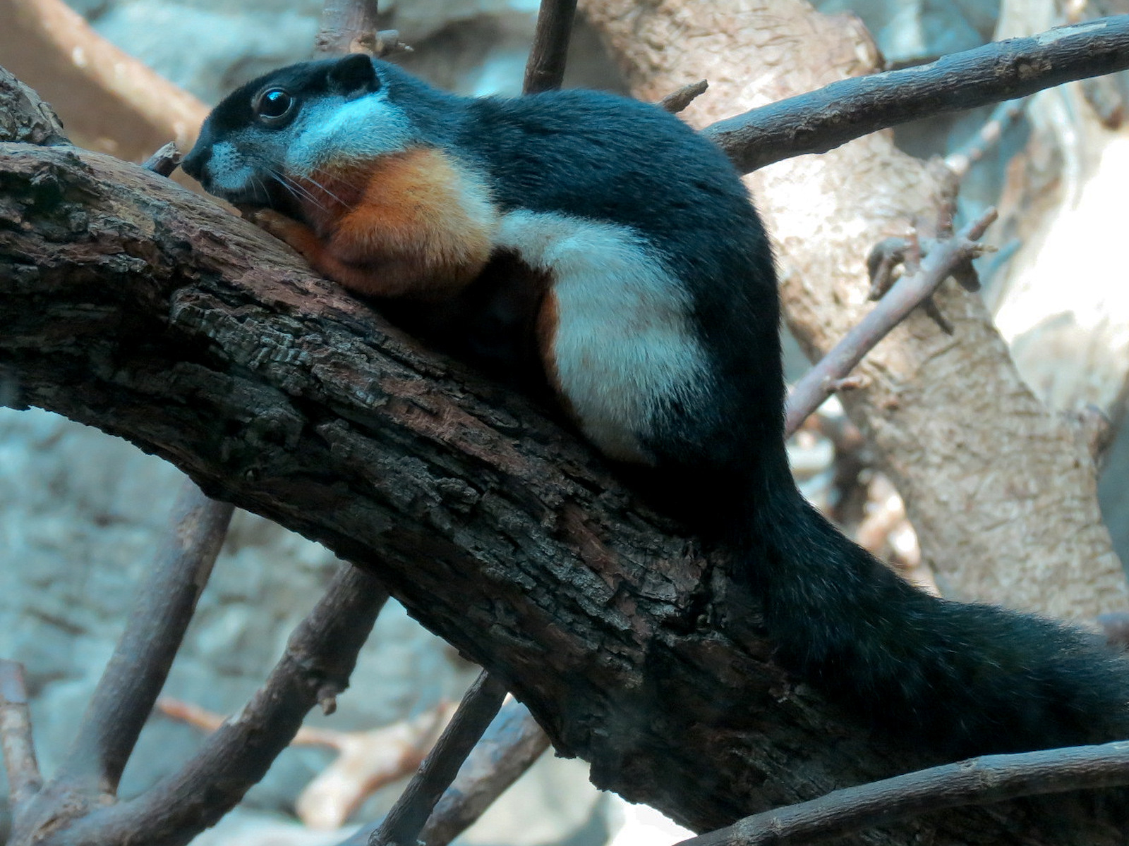 Tropical Discovery - Tri-colored Squirrel Exhibit