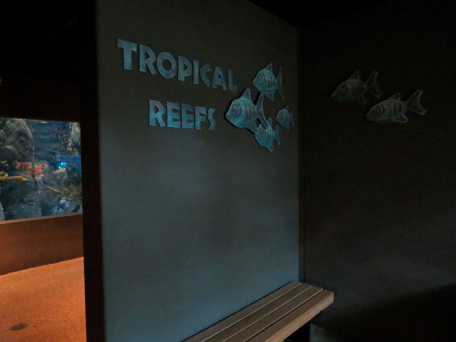 Tropical Discovery - Tropical Reefs Entry