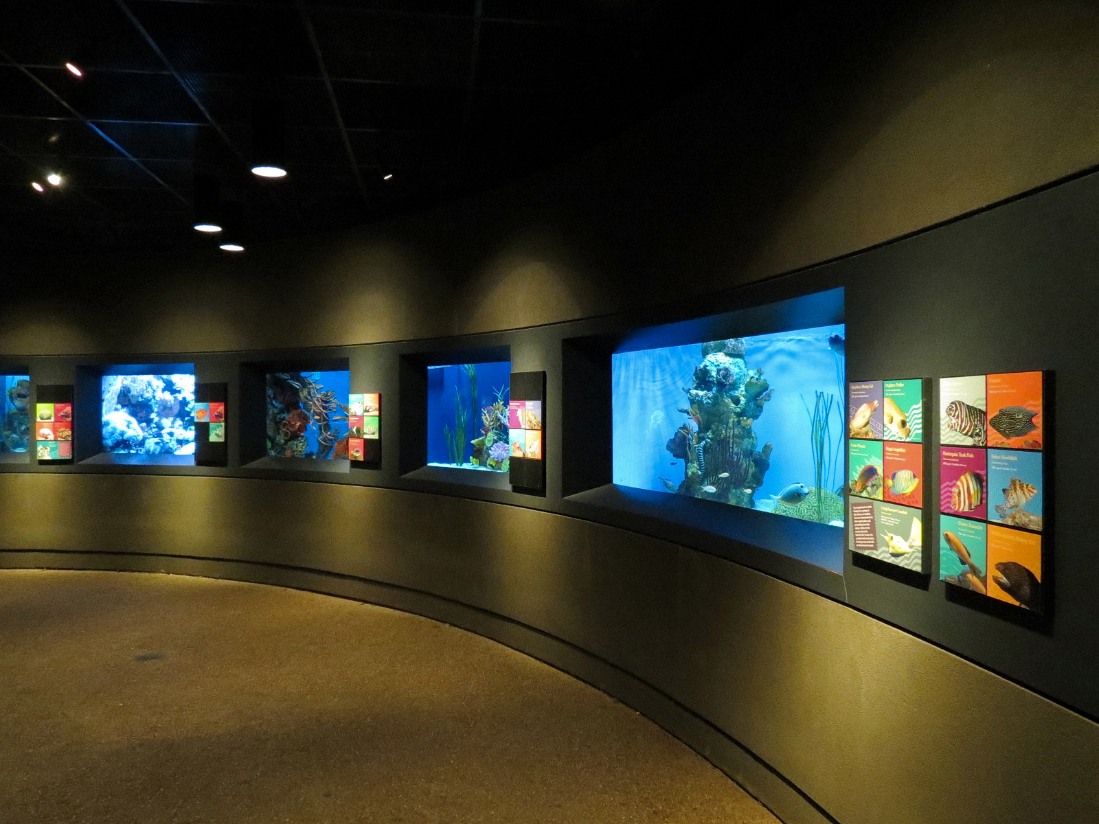 Tropical Discovery - Tropical Reefs Exhibits