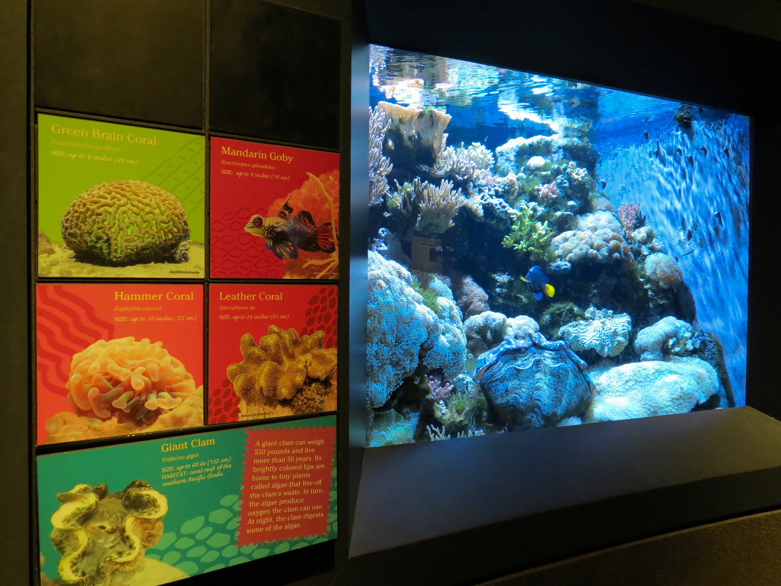 Tropical Discovery - Tropical Reefs Flame Angel and Others Exhibit