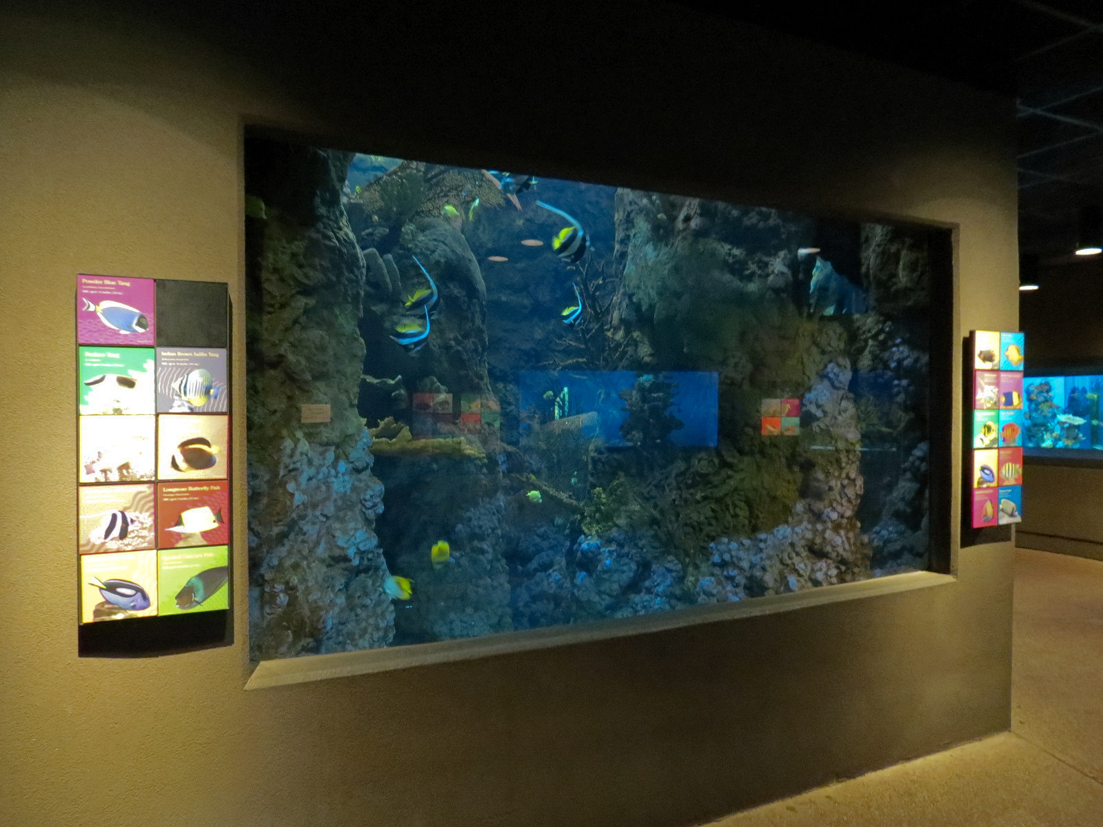 Tropical Discovery - Tropical Reefs Main Exhibit