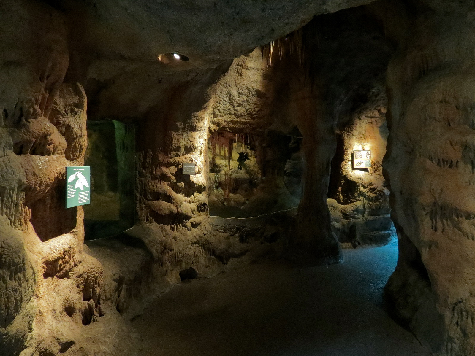 Tropical Discovery - Vampire Bat Exhibit