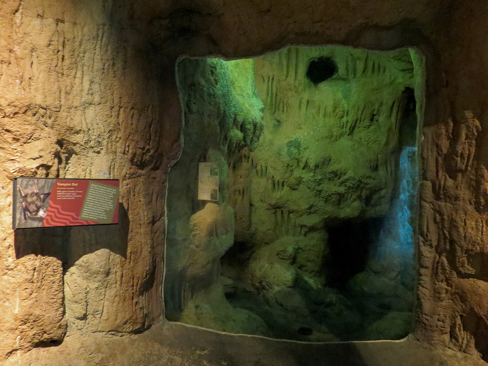 Tropical Discovery - Vampire Bat Exhibit