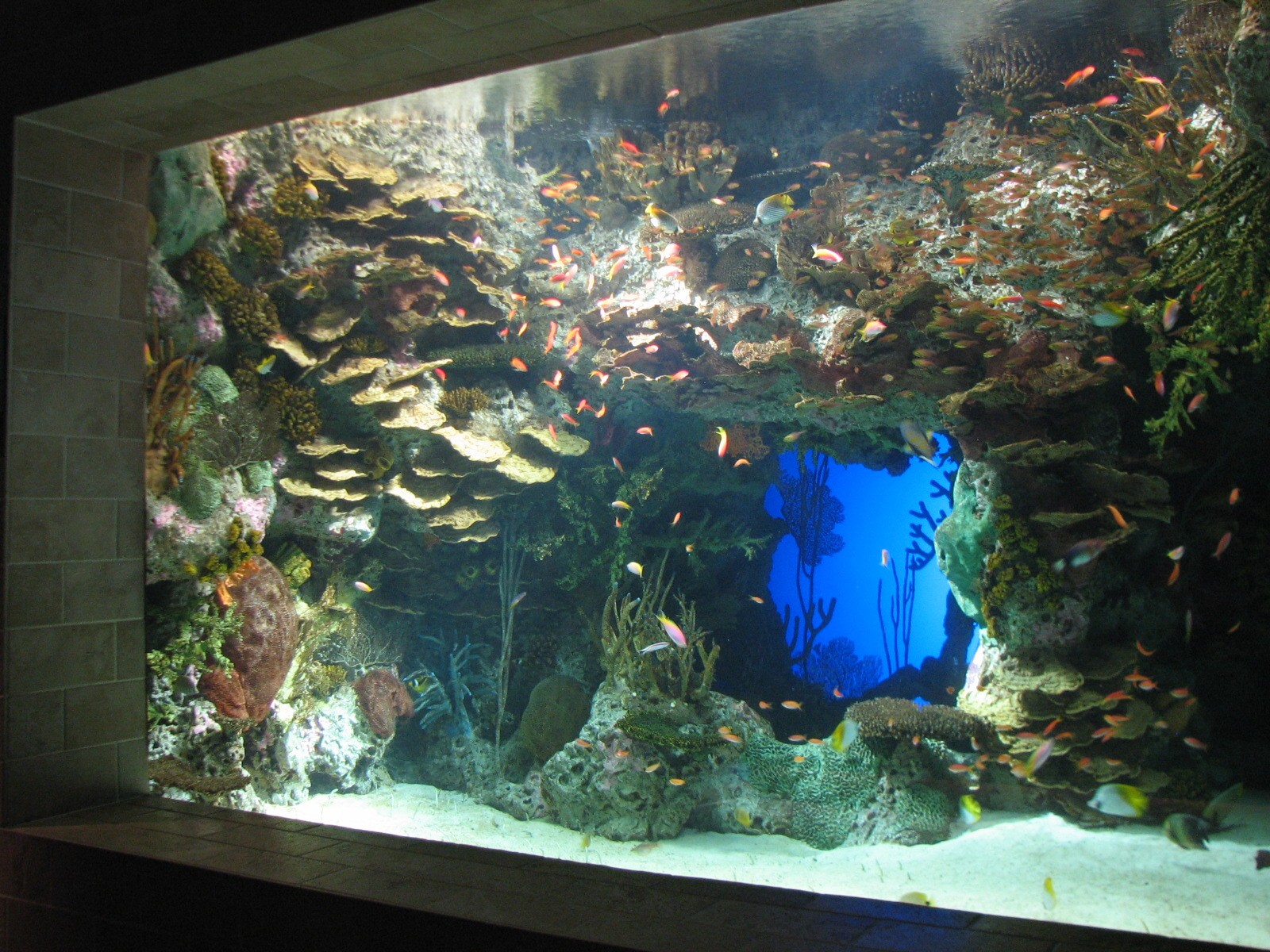 Tropical Diver - Garden Eel Exhibit