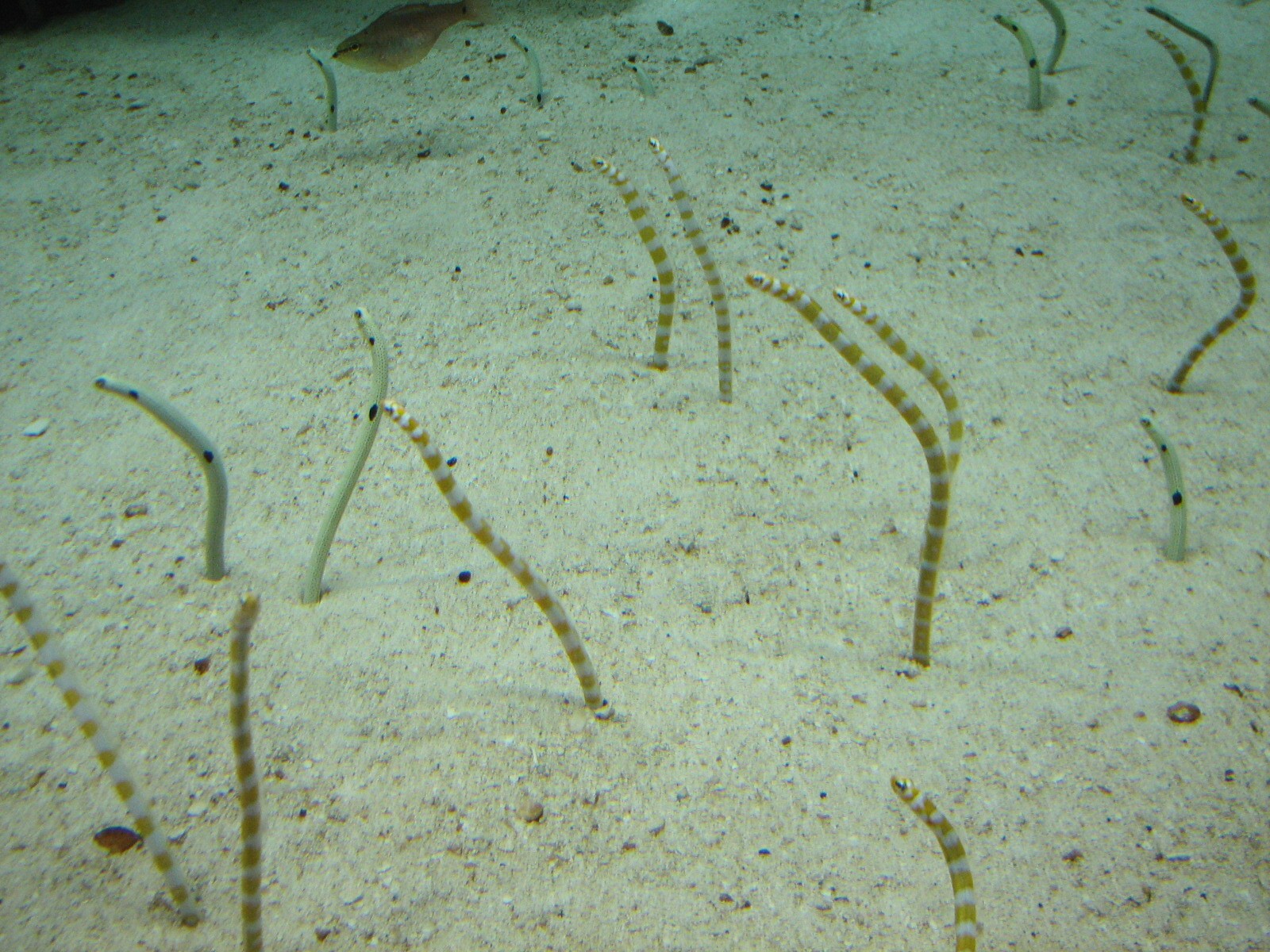 Tropical Diver - Garden Eels