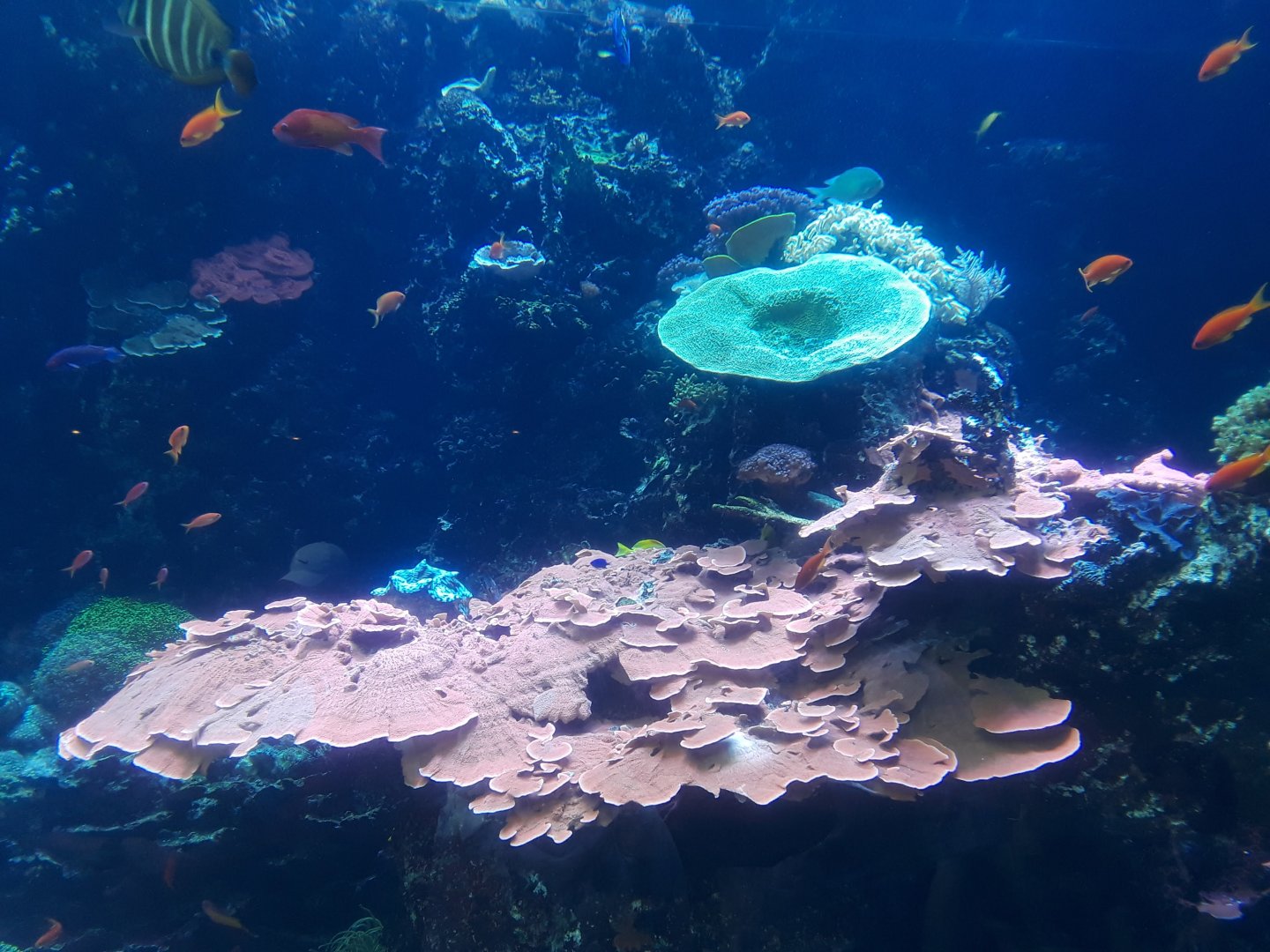 Tropical diver main tank