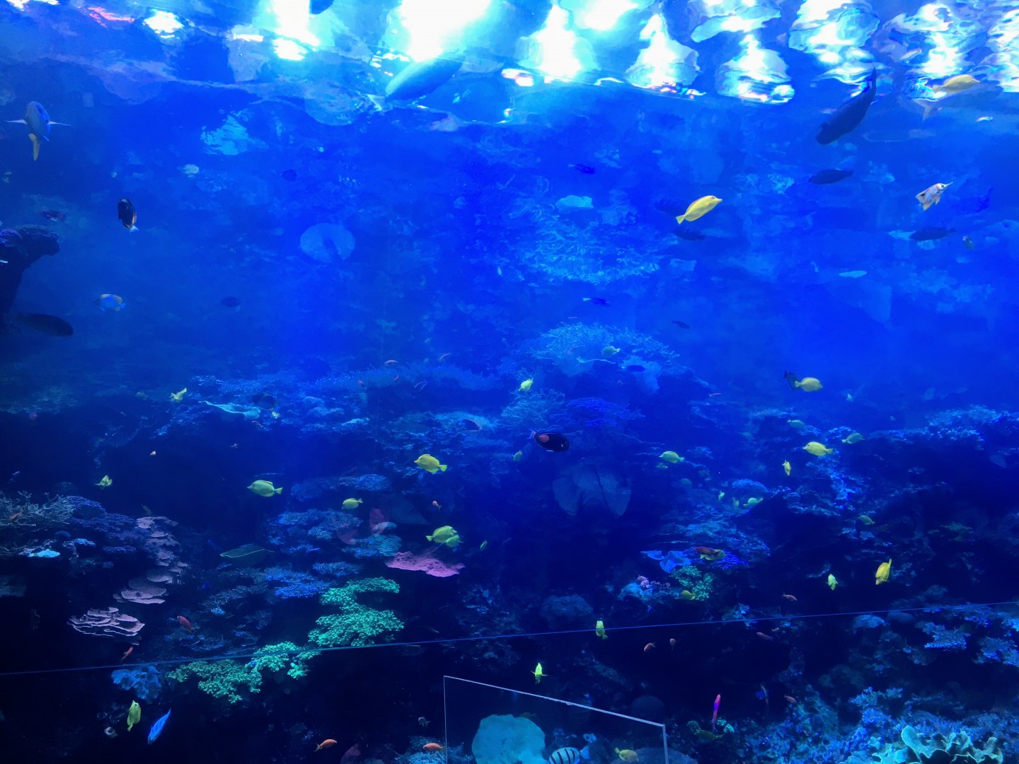 Tropical diver main tank