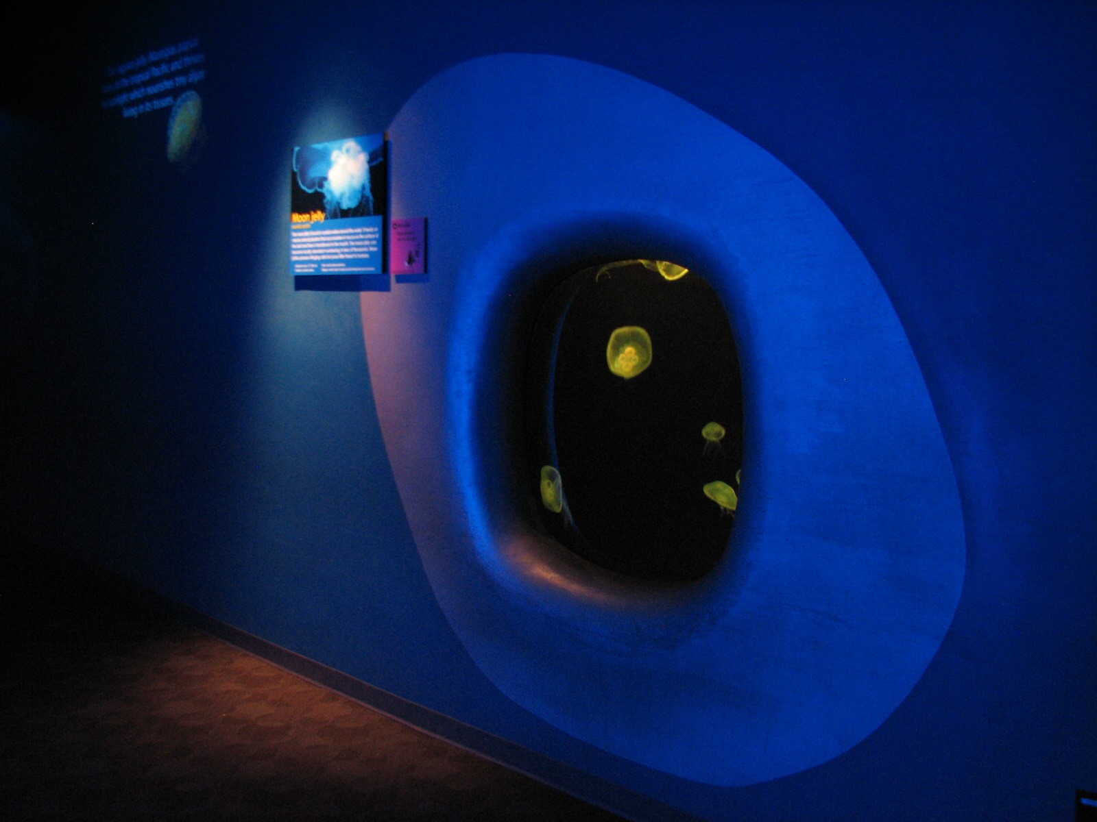 Tropical Diver - Moon Jelly Exhibit