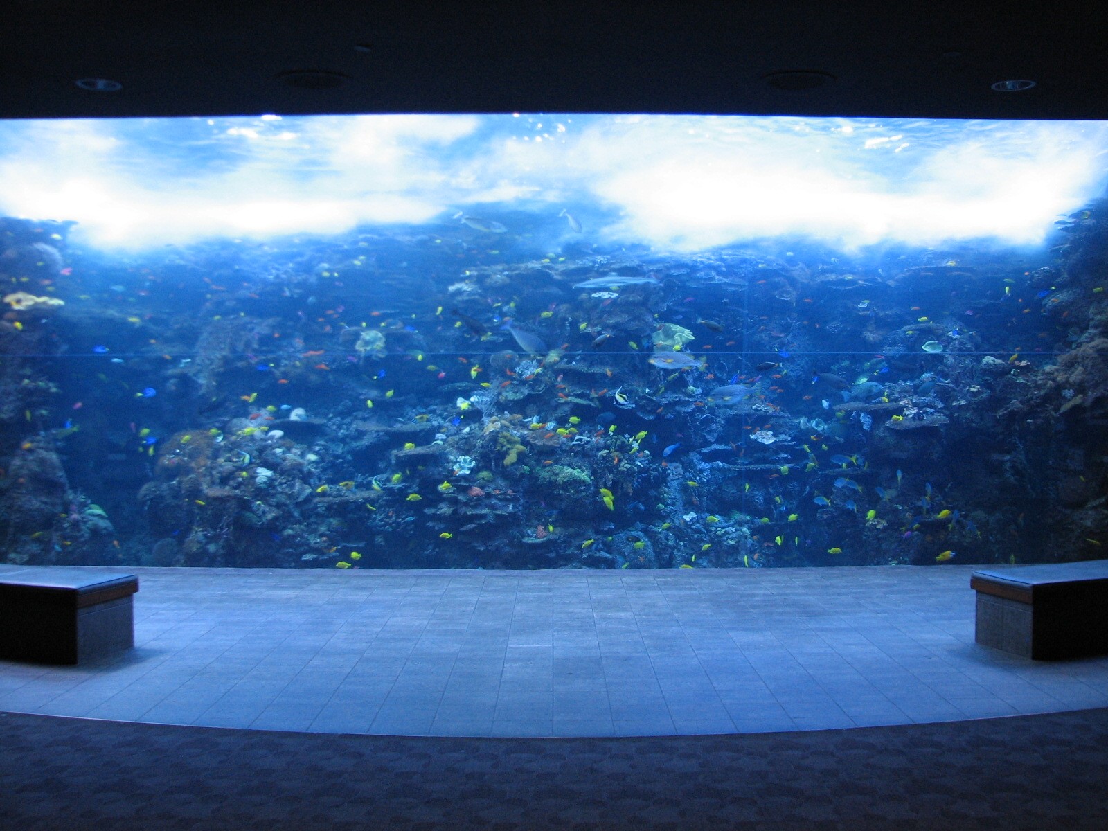 Tropical Diver - Pacific Barrier Reef