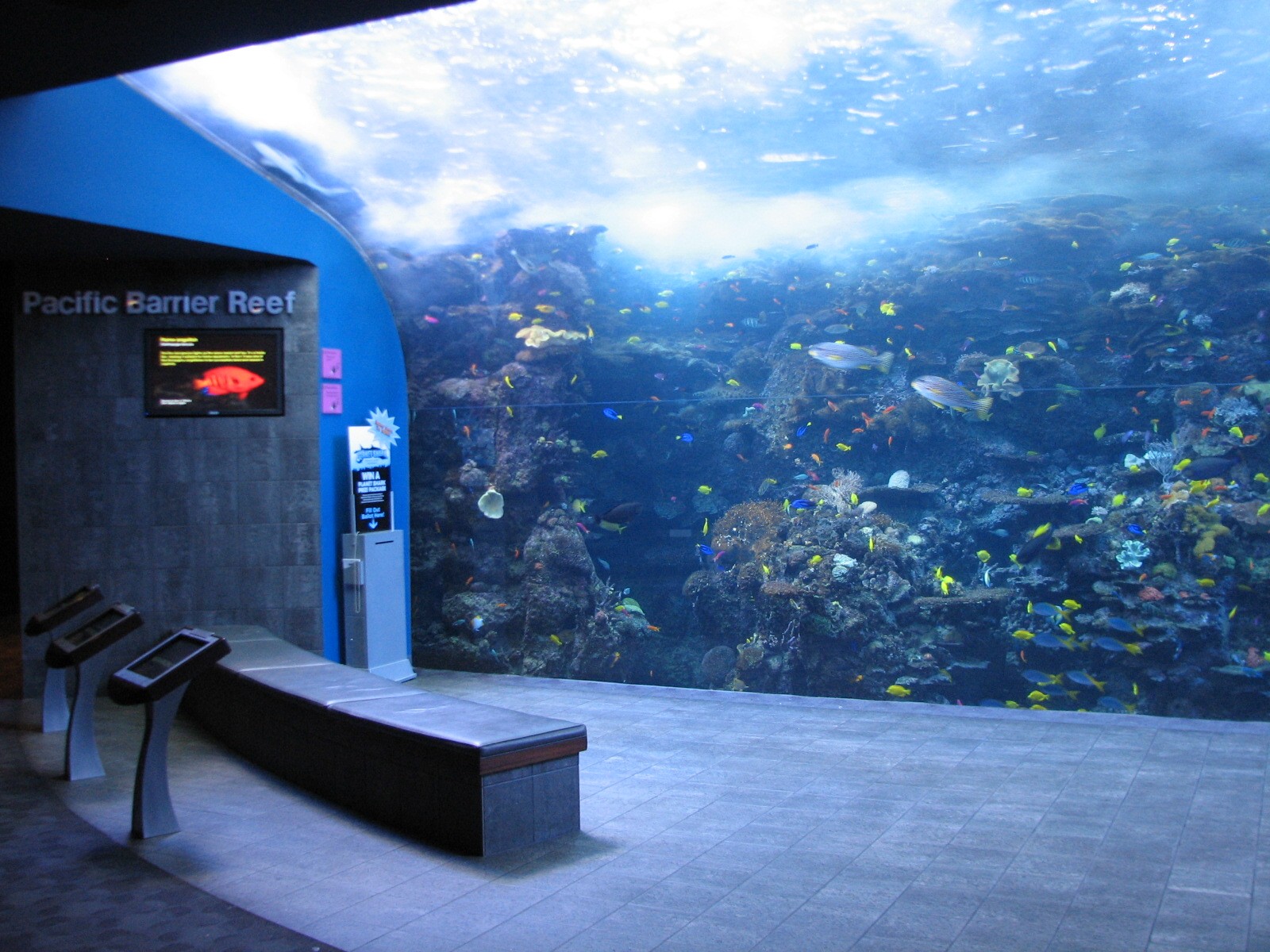 Tropical Diver - Pacific Barrier Reef