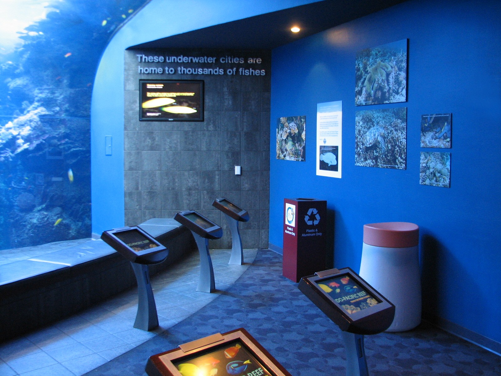 Tropical Diver - Pacific Barrier Reef